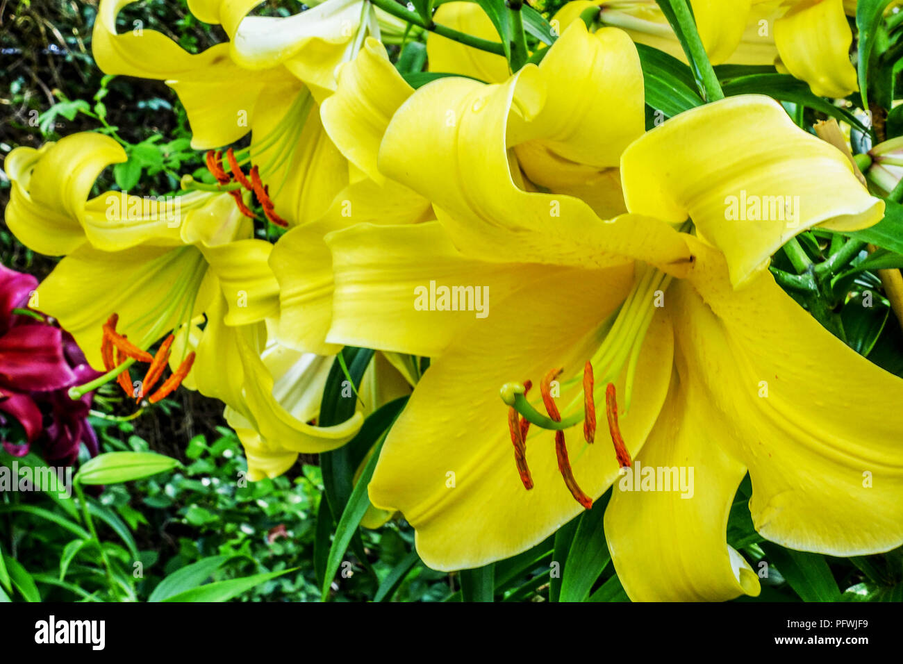 Orientalische Lilie, Lilium 'Lesotho', orientalische Lilien Stockfoto