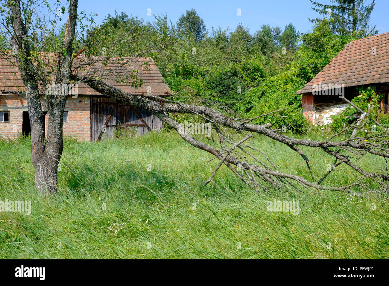 Alte Scheune in einem üppig bewachsenen Garten mit toten Bäumen zala Ungarn Stockfoto