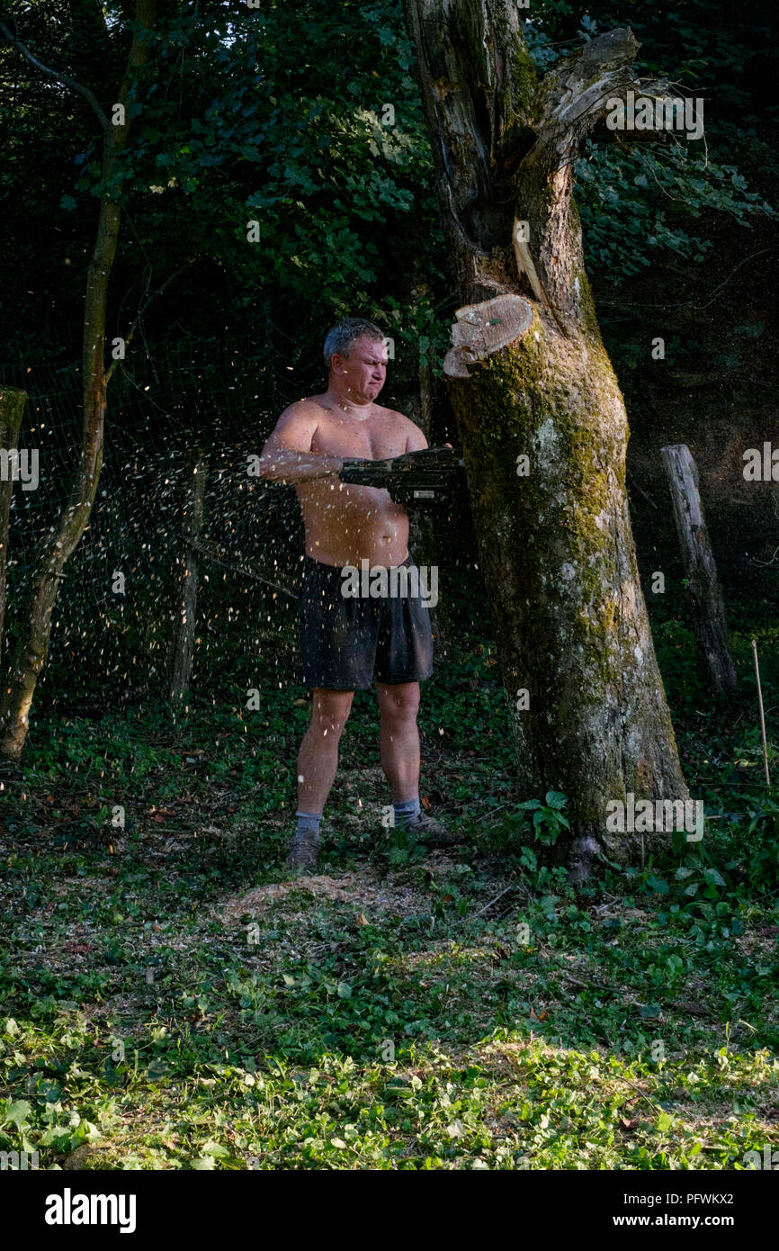 Mann mit einer Kettensäge einen großen Apfelbaum während Tragen nur Shorts und keine Schutzkleidung zala Ungarn zu schneiden Stockfoto
