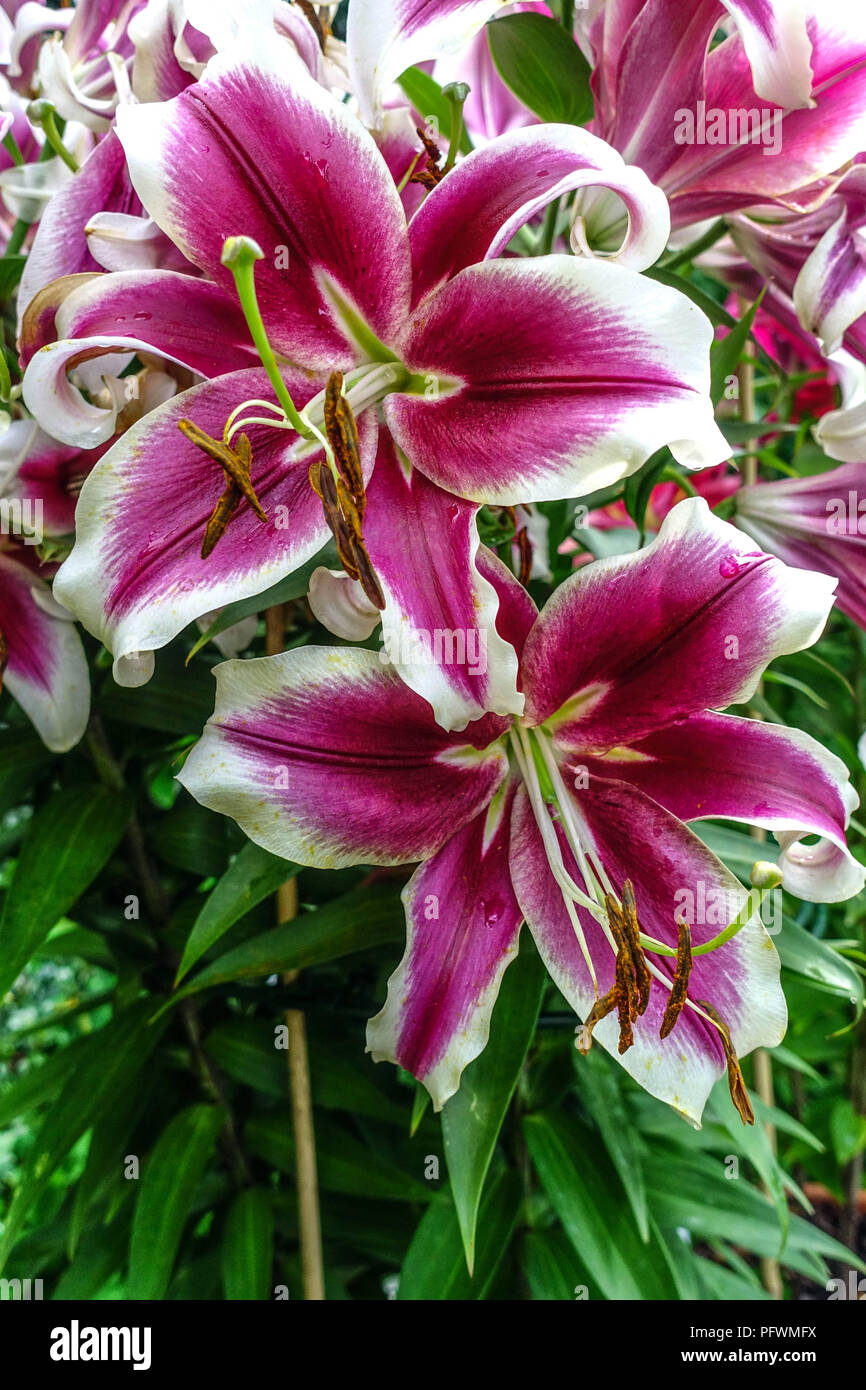 Orientalische Lilie, Lilium 'Flashpoint', orientalische Lilien Stockfoto