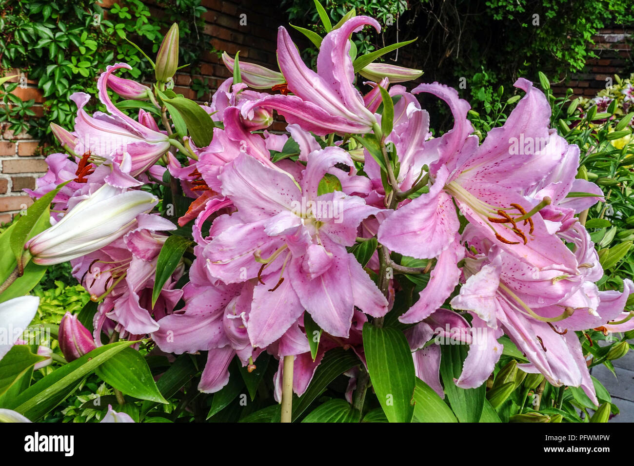 Orientalische Lilie, Lilium 'Chelsea', orientalische Lilien Stockfoto