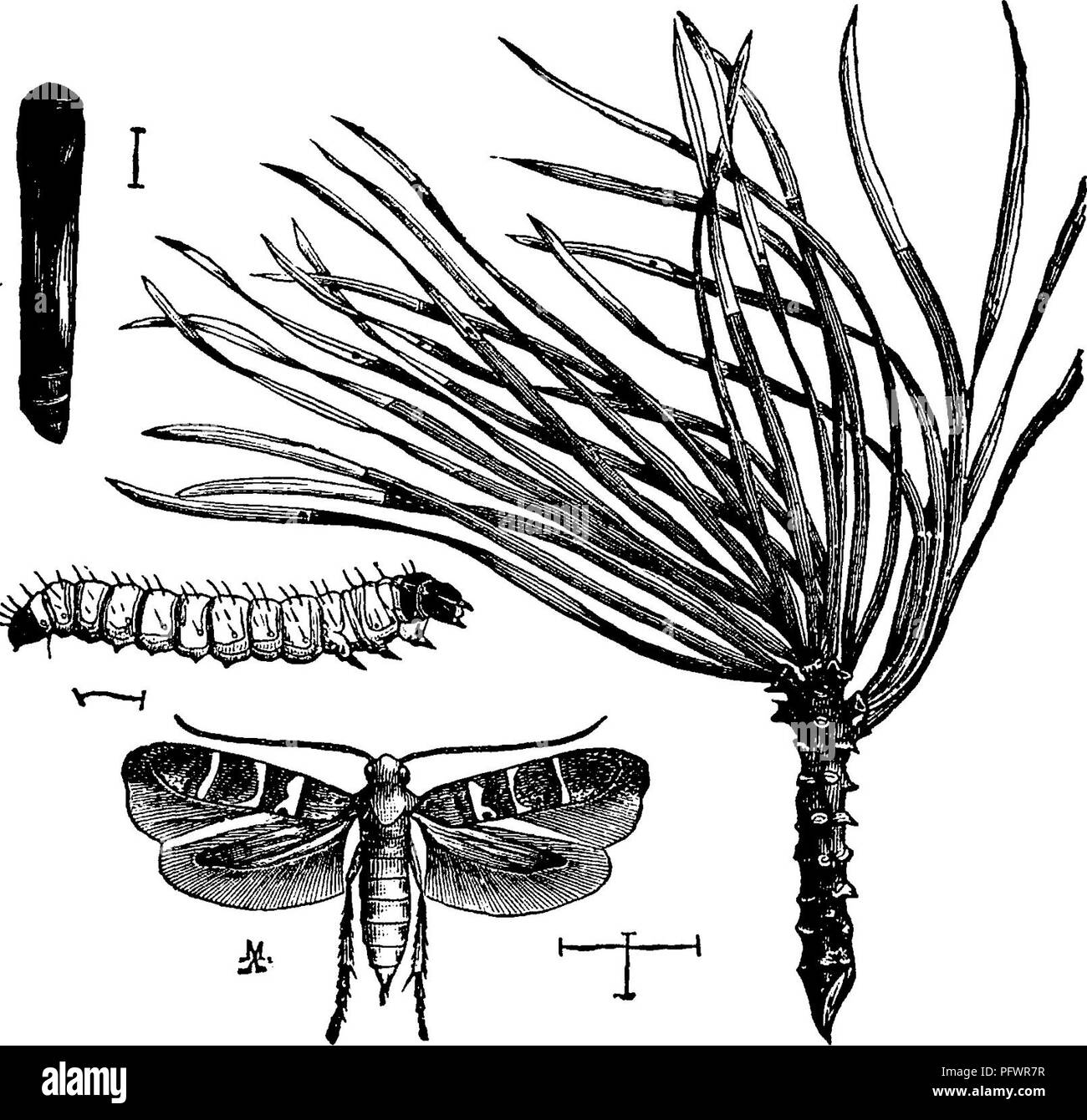 Ein Handbuch für die Untersuchung von Insekten. Insekten. LEPIDOPTERA, 253  der Apple ^.^ wzzxAdXxxY Bticculatrix pornifoliella (Buc-cu-laTrix  pom-ich-fol-i-efir). - Dieses Insekt unterscheidet sich in Gewohnheiten in  der SEV-. Abb. ^ 00.--Gelechiapini