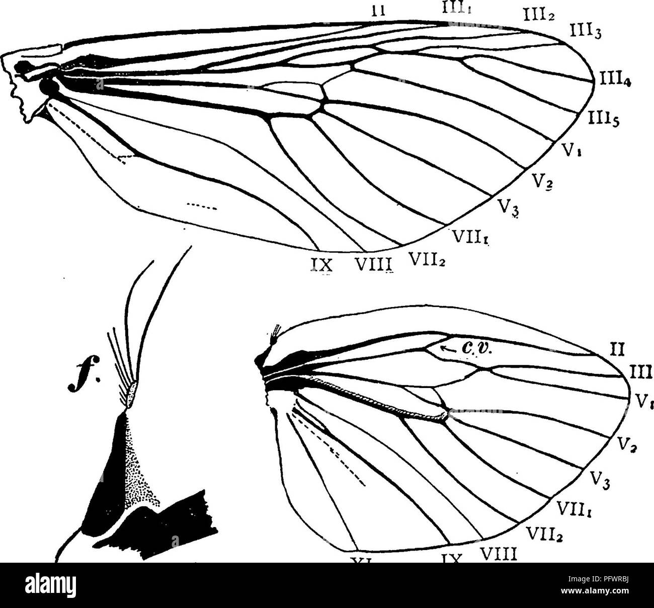 . Ein Handbuch für die Untersuchung von Insekten. Insekten. LEPIDOPTERA, 221 innerhalb der discal Zelle. In den Hinterflügeln, VENEN I und II und Venen II und III sind zusammen in einer ungewöhnlichen Weise gewachsen. In Abbildung 254 diese Adern vertreten sind leicht getrennt, um ihre Beziehung zueinander zu zeigen. Familie COSSID^ (Cos i-dae). Der Zimmermann - Motten. Diese Familie umfasst Motten mit spindelförmige Körper^ und enge, starke Flügel, einige Arten wie Hawk-Motten ziemlich eng in dieser Hinsicht. Die Larven sind Holz-Bohrer, Leben in das Holz der Stämme der Bäume. Sie sind oft sehr schädigenden t Stockfoto