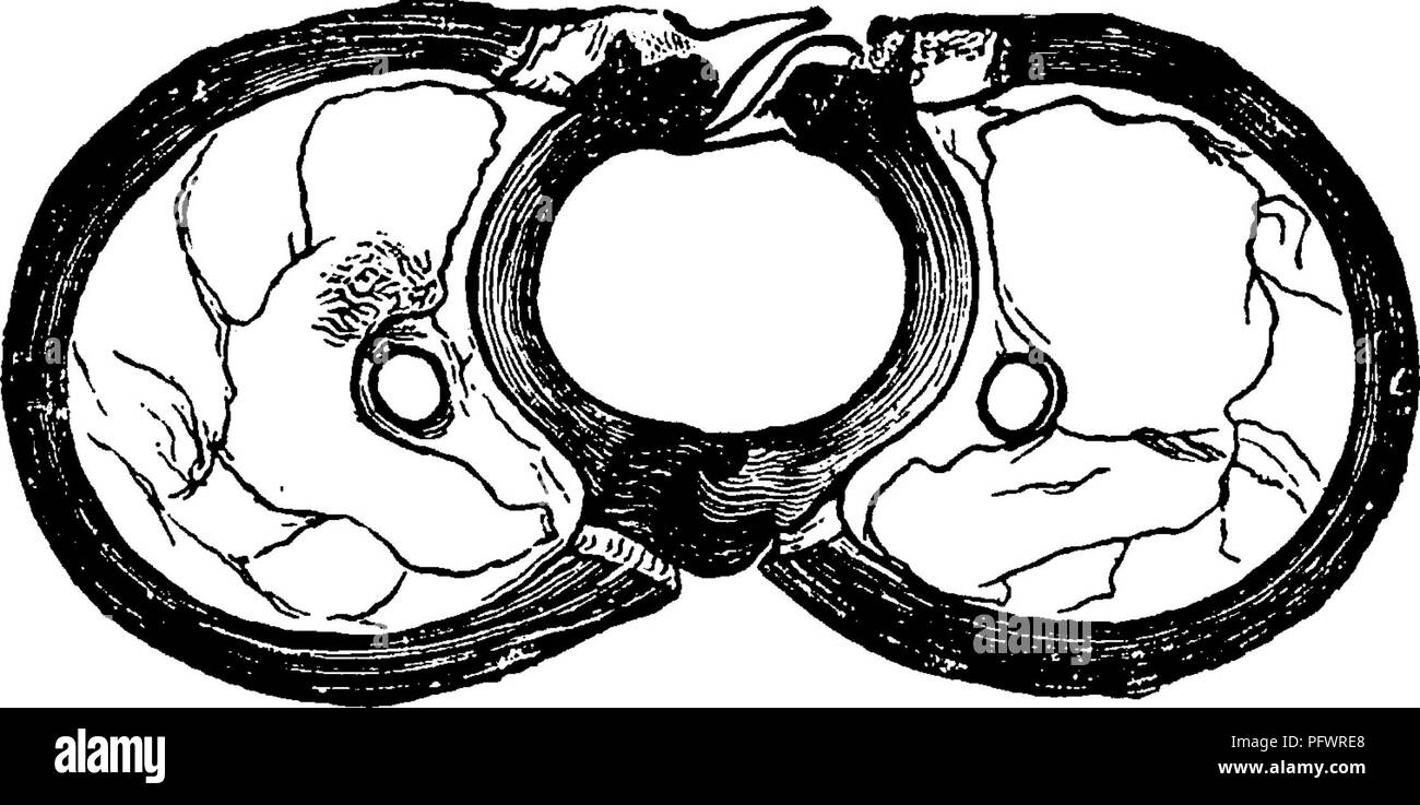 . Ein Handbuch für die Untersuchung von Insekten. Insekten. LEI ^/DOPTERA. 193 Rohr, die, wenn sie nicht im Einsatz auf der unteren Seite des Kopfes zwischen zwei Vorwärts - Projektion der Hautanhangsgebilde aufgerollt ist. Diese lange saugen Rohr besteht aus den zwei maxillae, sehr länglich, und zusammen Seite an Seite. In Abbildung 232 Es ist eine Seitenansicht der maxillae einer Motte vertreten; und in Abbildung 233 einen Querschnitt dieser Organe. Jede. Abb. 233.- Querschnitt von maxillas. oberkiefer ist mit einer Nut eingerichtet, und die zwei maxillae sind so zusammen, dass die beiden Rillen bilden eine Röhre, durch die die flüssige Nahrung, die ich Stockfoto