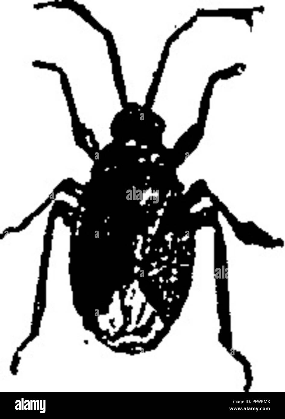 . Ein Handbuch für die Untersuchung von Insekten. Insekten. 134 DIE UNTERSUCHUNG VON INSEKTEN, lus oc-u-la'tus) (Abb. 154), der häufigsten Mitglied dieser # Familie. Eine weitere Spezies, Mononyx stygicus (Mo'o-Nyx styg 'i-cus), genau dieses in Form ähnelt, kann aber durch die Tatsache, dass es nur eine einzige Kralle an jeder vorderen Tarsus unterschieden werden. Ein drittes Bild. 154. - Mitglied der Familie Pelo^ Beweislast americaiius (Pe-Galgulus^/w. 11 -^ocuiatus.log^o-nus Eine-mer-i-ca nus); dies ist ein kleineres nisect,. mit einem länglichen Körper, und einer samtig-schwarze Farbe. Diese drei sind alle Arten dieser Familie, die Stockfoto