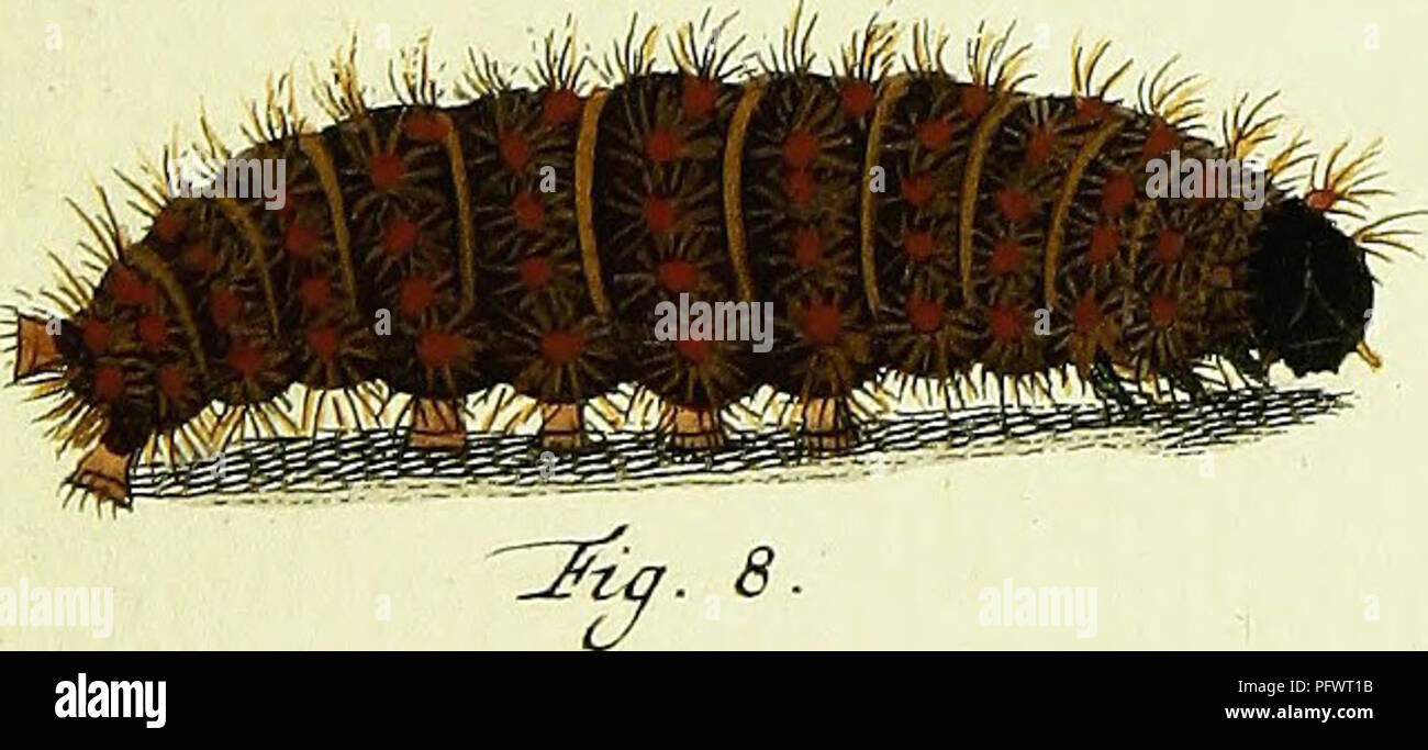 Diese Illustration, die aus einem historischen Text über fremde Schmetterlinge extrahiert wurde, zeigt verschiedene Arten von Schmetterlingen, die in Asien, Afrika und Amerika zu finden sind. Die detaillierte Darstellung zeigt verschiedene Arten von Schmetterlingen, die ihre unterschiedlichen Formen und Bedeutung innerhalb verschiedener Ökosysteme zeigen. Stockfoto