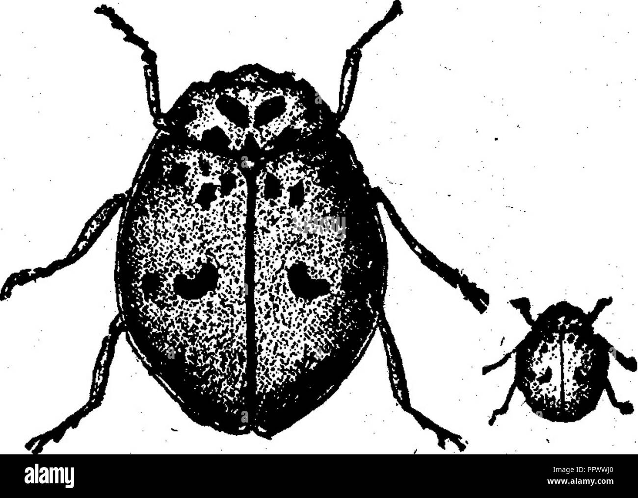 . Insekten, Früchte. Illustriert mit vier hundert und vierzig Holz-Schnitte. Schadinsekten. Eine der Käfer ashy ist grau, mit sieben schwarze Punkte auf den Thorax, und acht auf jedem Flügel - Abdeckung, angeordnet wie bei c in Abb. 1 gezeigt. 431, wo das Insekt vertreten ist vergrößert, die kleineren Abbildung an der Seite, die die natürliche Größe. Das Blut - Rot La (^-Vogel. Cycloneda sanguinea (Linn.). Das Blut - Rot lady-Bird ist nicht so häufig wie die Arten letzte beschrieben, ist aber trotzdem sehr nützlich. Die Larve ist ohne Stacheln, in Form abgeflacht und mit Trans verziert - gelbe Bänder und schwarze Flecken Vers Stockfoto