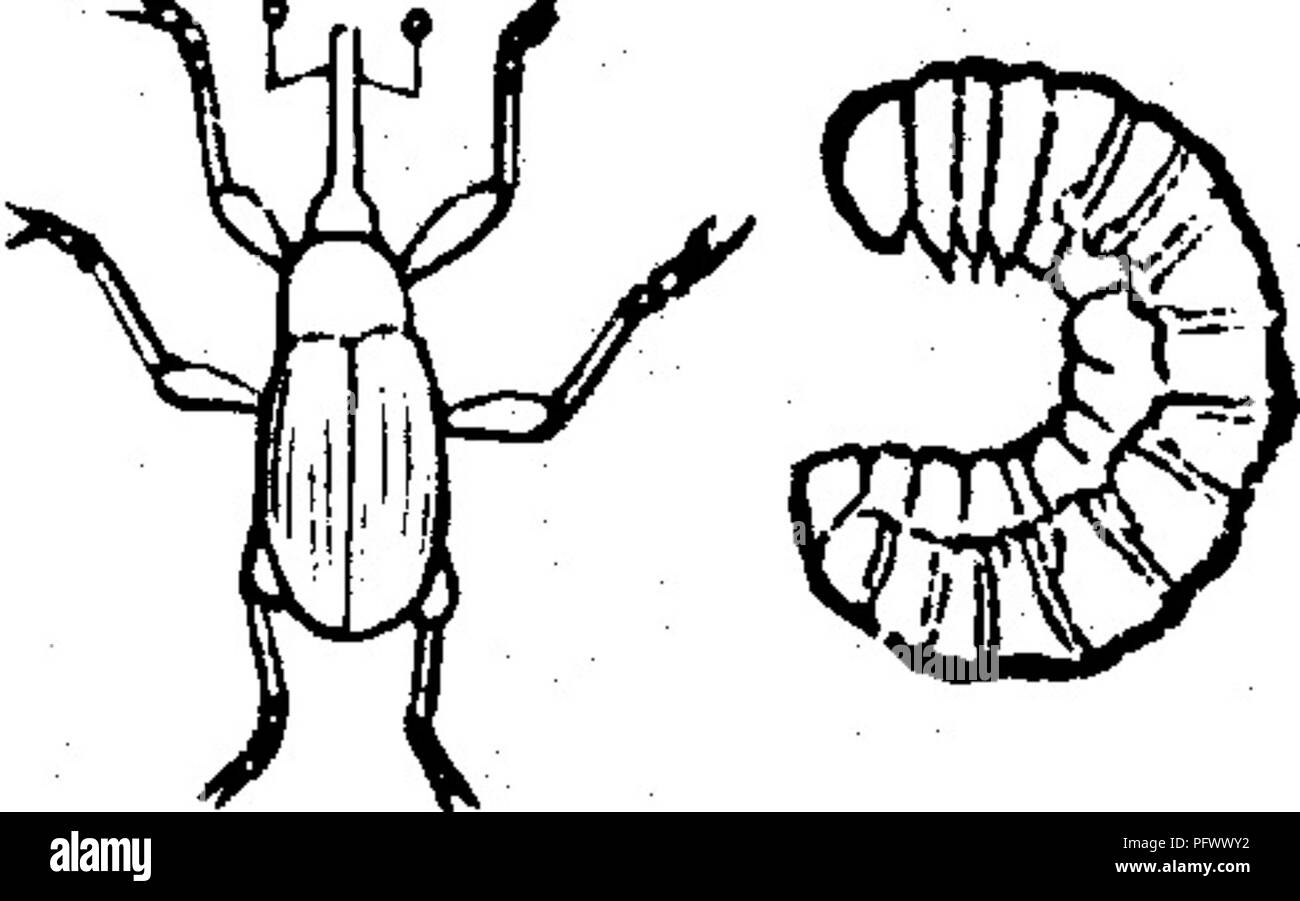 . Insekten, Früchte. Illustriert mit vier hundert und vierzig Holz-Schnitte. Schadinsekten. Angriff auf die Frucht, 375 Angriffe auf die PRUIT. Ifo. 237.- Die Moosbeere Frucht-Worm. Dies ist die Raupe eines kleinen Motten mit dem Blatt - Walzen bezogen werden und ist in Abb. 1 gezeigt. 387. Es ist ein gelb-lowish-grüne Farbe, und erscheint Anfang August, wenn es verletzt die Frucht, Beere Eingabe nach Berry, Essen der Innenseite jedes, und biegen Sie vor dem Besonnen rot. Es erreicht seine volle Wachstum bis Anfang September, wenn er gräbt sich in den Boden, wo es einen Kokon bedeckt mit Körnern von Stockfoto