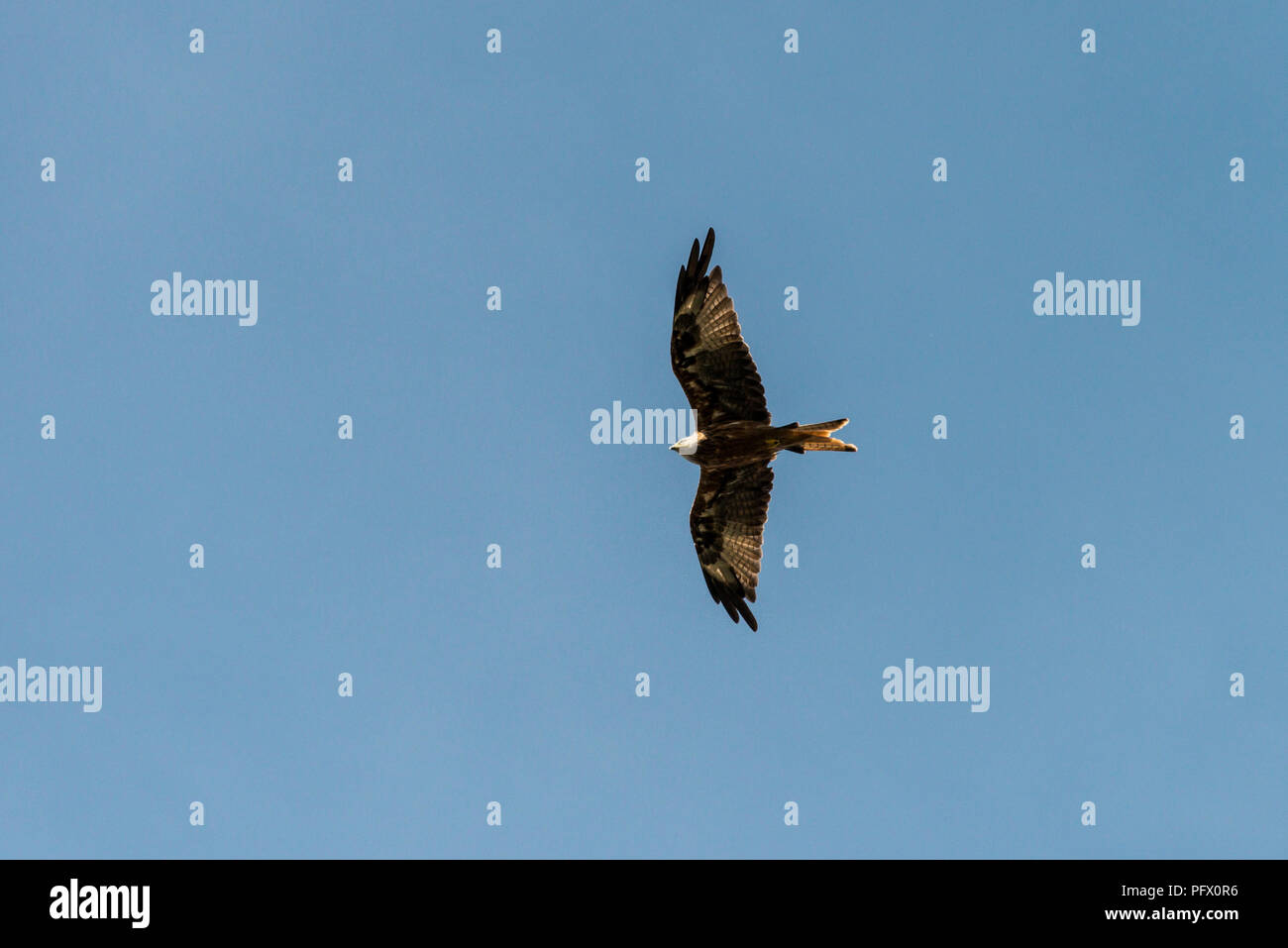 Ein rotmilan (Milvus milvus) im Flug in einem blauen Himmel Stockfoto