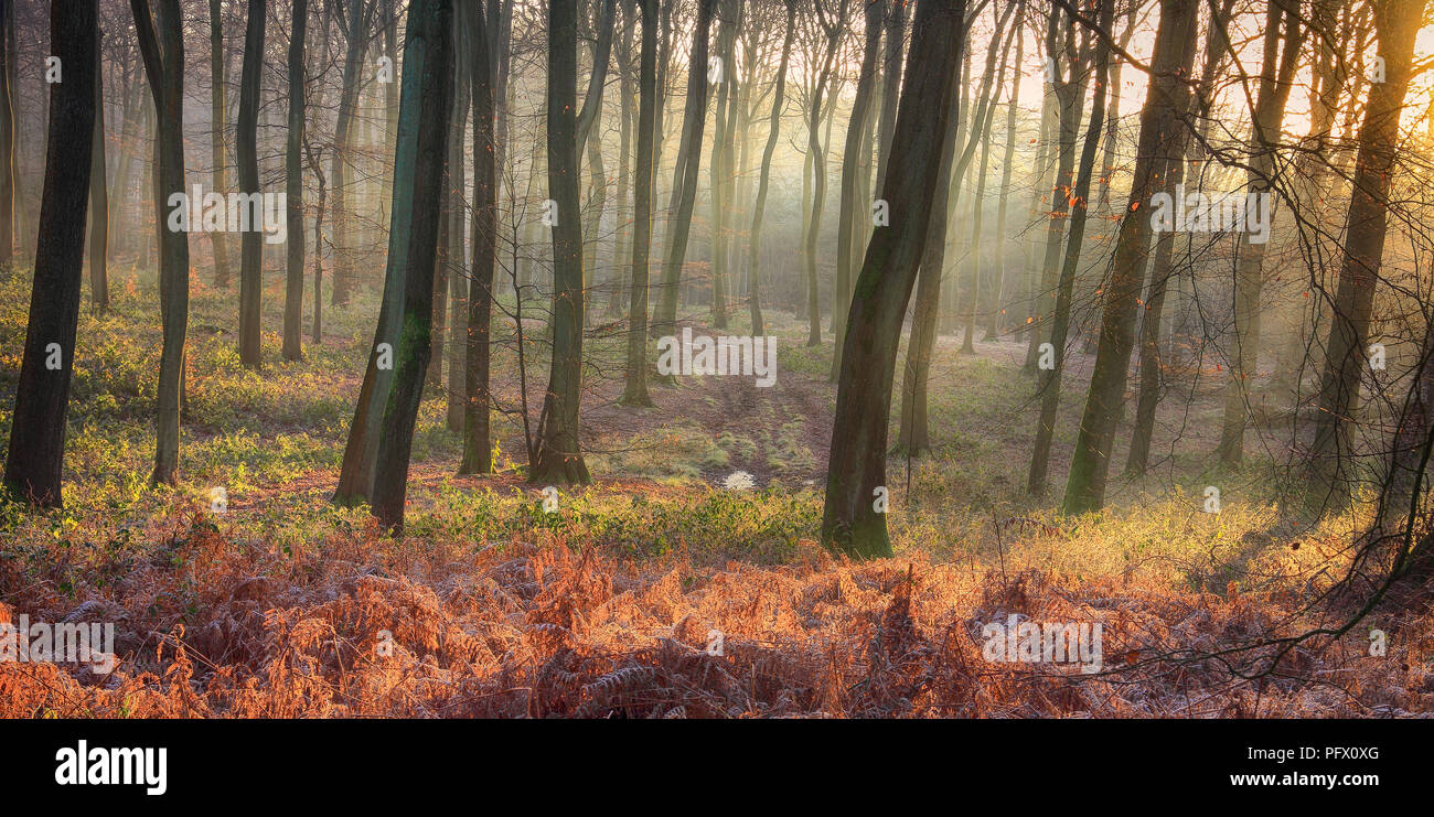 Woodland Jahreszeiten Stockfoto