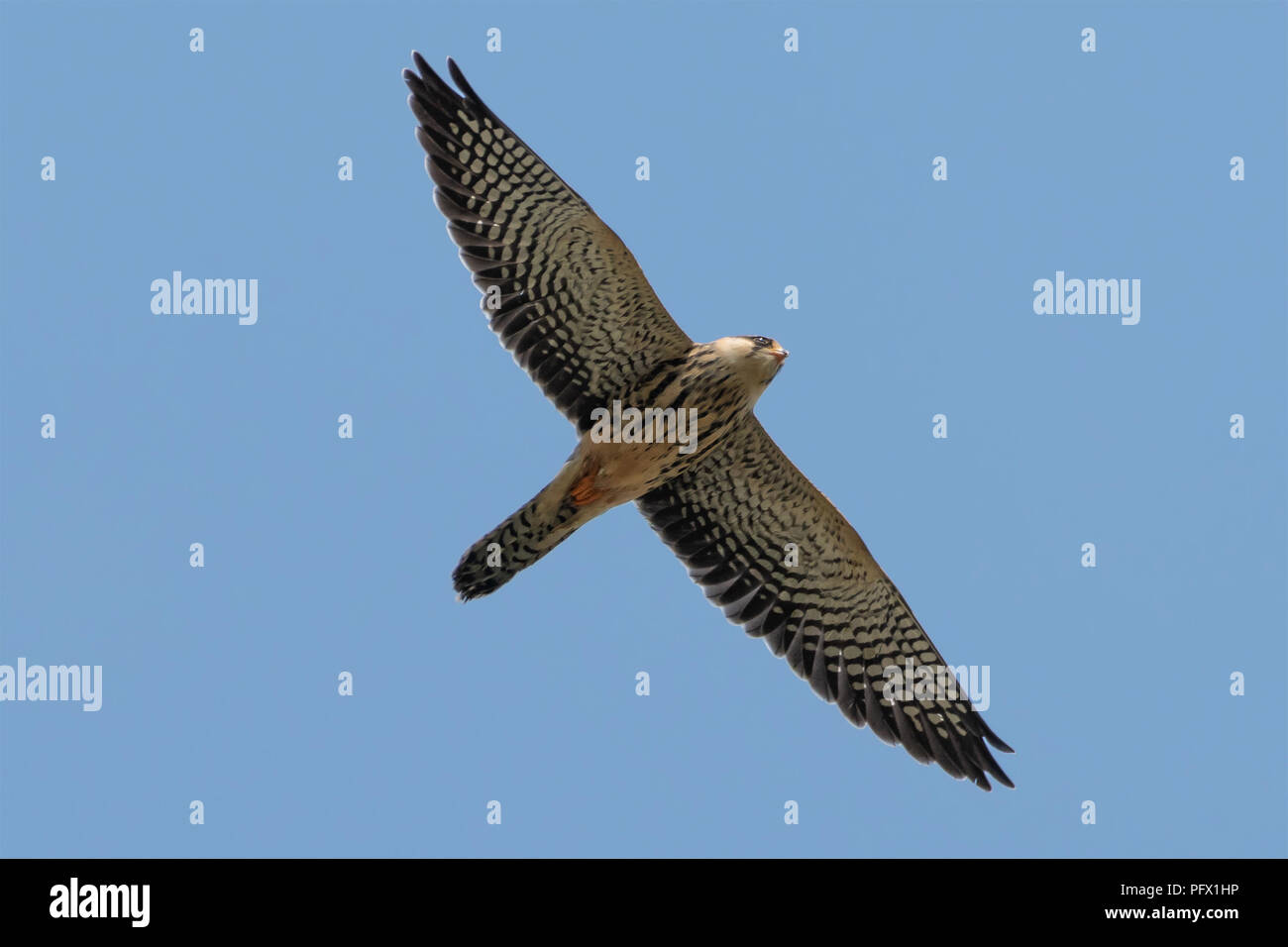 Falco subbuteo (Hobby) Stockfoto