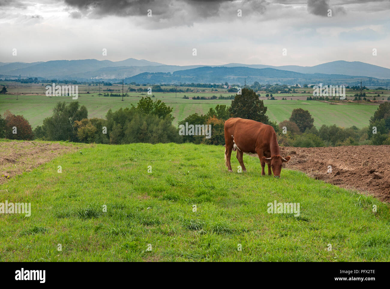 eine Kuh Weiden. Nahaufnahme Stockfoto
