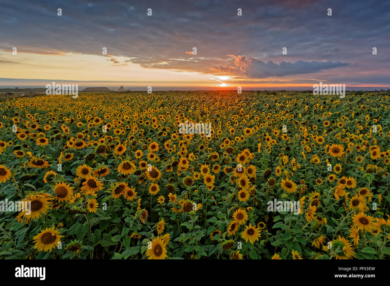 Natasha Jenkins genießt einen Spaziergang bei Sonnenuntergang unter einem Feld von Sonnenblumen in Rhossili, Gower Halbinsel, Wales, Großbritannien Stockfoto