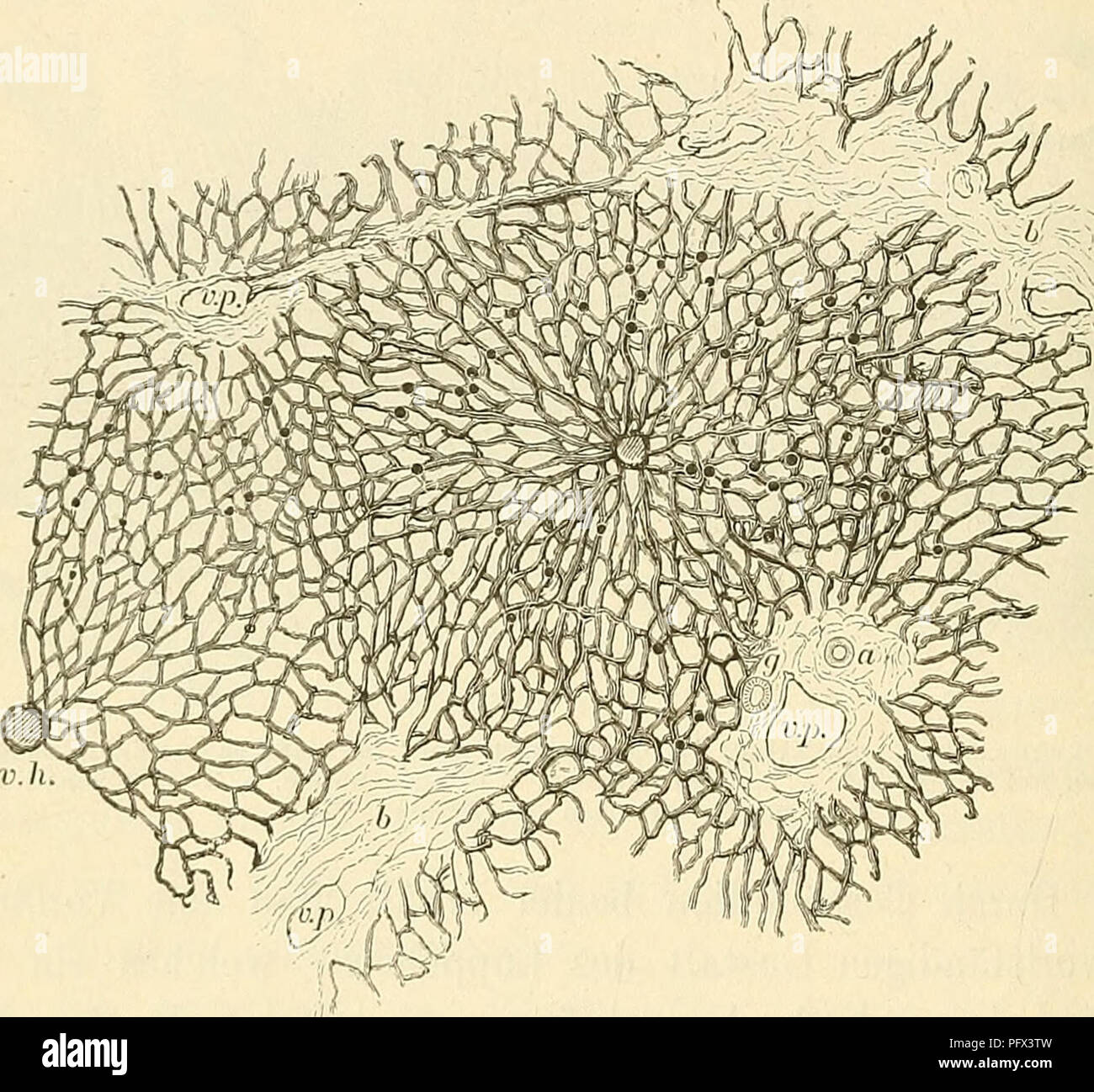 . Cursus der normalen Histologie zur Einführing in den Gebrauch des Mikroskopes, sowie in das practicche Studium der Gewebelehre. Die histologie; Mikroskopie. 242 sterben Oro-ane. lobulare) bis zur Grundfläche senkrecht verläuft, 5/6 sterben Pfort-Ader und die Leberarterie in dem Bindegewebe zwischen den Läpp-chen verlaufen und deshalb Vasa interlobularia genannt werden. Eine letztere schliessen sich ausserdem auch noch sterben Ausführungs-gänge der Leber, Gallengänge sterben ein, welche meistens mit den ge-nannten Blutgefässen zusammen eine denjenigen Stellen liegen, nicht durch das Zusammentreffen mehrerer Lobuli Stockfoto
