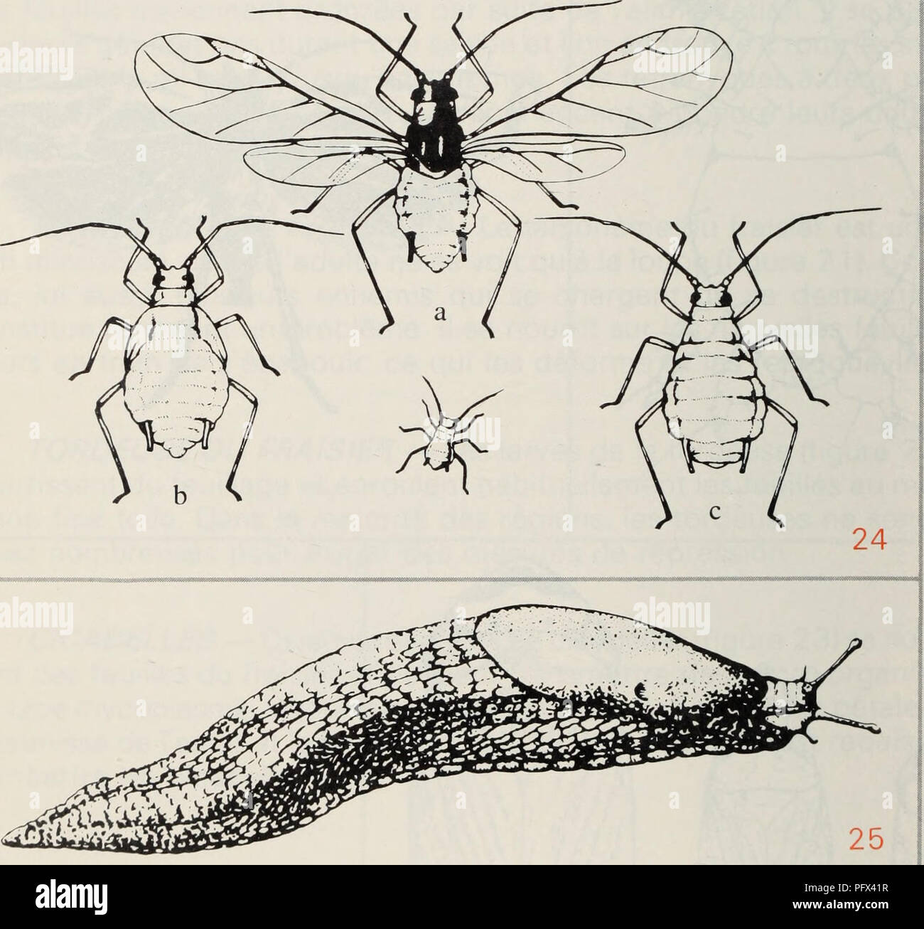 . Kultur du fraisier dans l'est du Canada. Fraises; Erdbeeren. PUCERONS-on trouve plusieurs espèces de pucerons sur les Stiele et l'envers les feuilles de fraisier. Ce sind de Petits insectes mous, généra-Lement verdâtres ou jaunâtres (Abbildung 24). Ils causent peu de dommages par eux-mêmes, Mais néanmoins dangereuses certaines espèces sind Ich liebe qu'elles transmettent schneckaufkommen Virus. Il Faut réprimer Les parasitäre Erkrankungen au moyen d'un Insektizid, selon les Empfehlungen Le Guide de protection de chaque Provinz. LIMACE-Les limaces sind gluantes, n'ont Pas de pattes et creusent des trous da Stockfoto