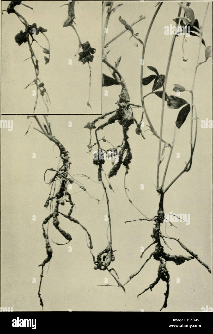 . Die Kultur und die Krankheiten der Sweet Pea. . Abbn. Ich 8,19.-Root Knoten der süssen Erbsen, eine Mühe, die für das wahre Hülsenfrucht root Knötchen verwechselt werden können. Das insert Schnitt in der linken oberen Ecke zeigt den normalen root Knötchen der Sweet Pea gebildet durch Stickstoff-fixierenden Bakterien.. Bitte beachten Sie, dass diese Bilder sind von der gescannten Seite Bilder, die digital für die Lesbarkeit verbessert haben mögen - Färbung und Aussehen dieser Abbildungen können nicht perfekt dem Original ähneln. extrahiert. Taubenhaus, J.J.(Jacob Joseph), 1885 -. New York: E. S. Dutton &Amp; Company Stockfoto