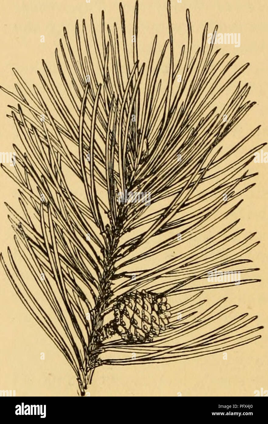 . Der kultivierte Evergreens; ein Handbuch der Nadel- und wichtigsten breitblättrige Evergreens für Schmuck in den Vereinigten Staaten und in Kanada angebaut. Evergreens; Nadelbäume. 316 DIE KULTIVIERTEN EVERGREENS Tubeuf, S. Mughus, Scop.) - MUGHO S. Kegel symmetrisch, 1-1 Uhr Zoll lang, konisch oder konisch-oval, mit abgeflachten apophyses und meist Stachelige umbo, nicht duftig, gelblich-braun vor der Reife, braun Wenn sie reif sind. In der Regel strauchigen und niederwerfen. Ostalpen in Bosnien. Var. pumilio, Zenari (S. Montana var.pumilio, Wilk.aT. Frutescens erecta, TuheuL S. pumilio, Haenke. S. carpatica, Stockfoto