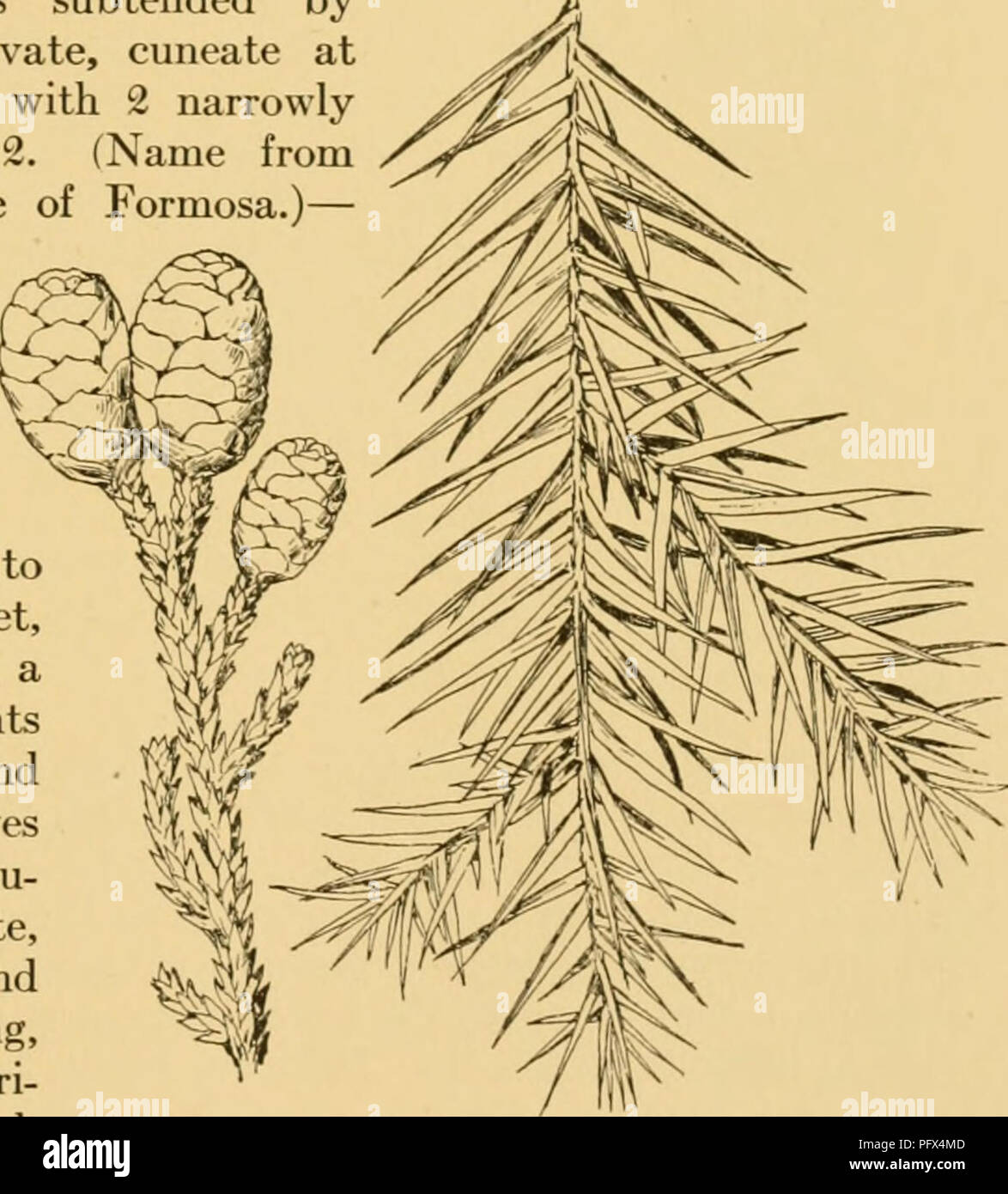 . Der kultivierte Evergreens; ein Handbuch der Nadel- und wichtigsten breitblättrige Evergreens für Schmuck in den Vereinigten Staaten und in Kanada angebaut. Evergreens; Nadelbäume. Die Aufzählung von NADELBÄUMEN 237 Jahre. Wie in der Regel in Anbau gesehen, es ist eine schöne schmale-Pyramidalen Baum bekleidet auf den Boden mit kurzen und schlanken upcurved Zweige, aber in reife Exemplare die Amtsleitung frei ist von Gliedmaßen bis zu 80 bis 200 Fuß. Es ist die massivste aller Bäume, obwohl überschritten Ln Umfang durch ein paar andere, insbesondere der Afrikanischen Baobab. In der Natur es reproduziert nur durch Samen und nicht stumpf - sprou machen Stockfoto