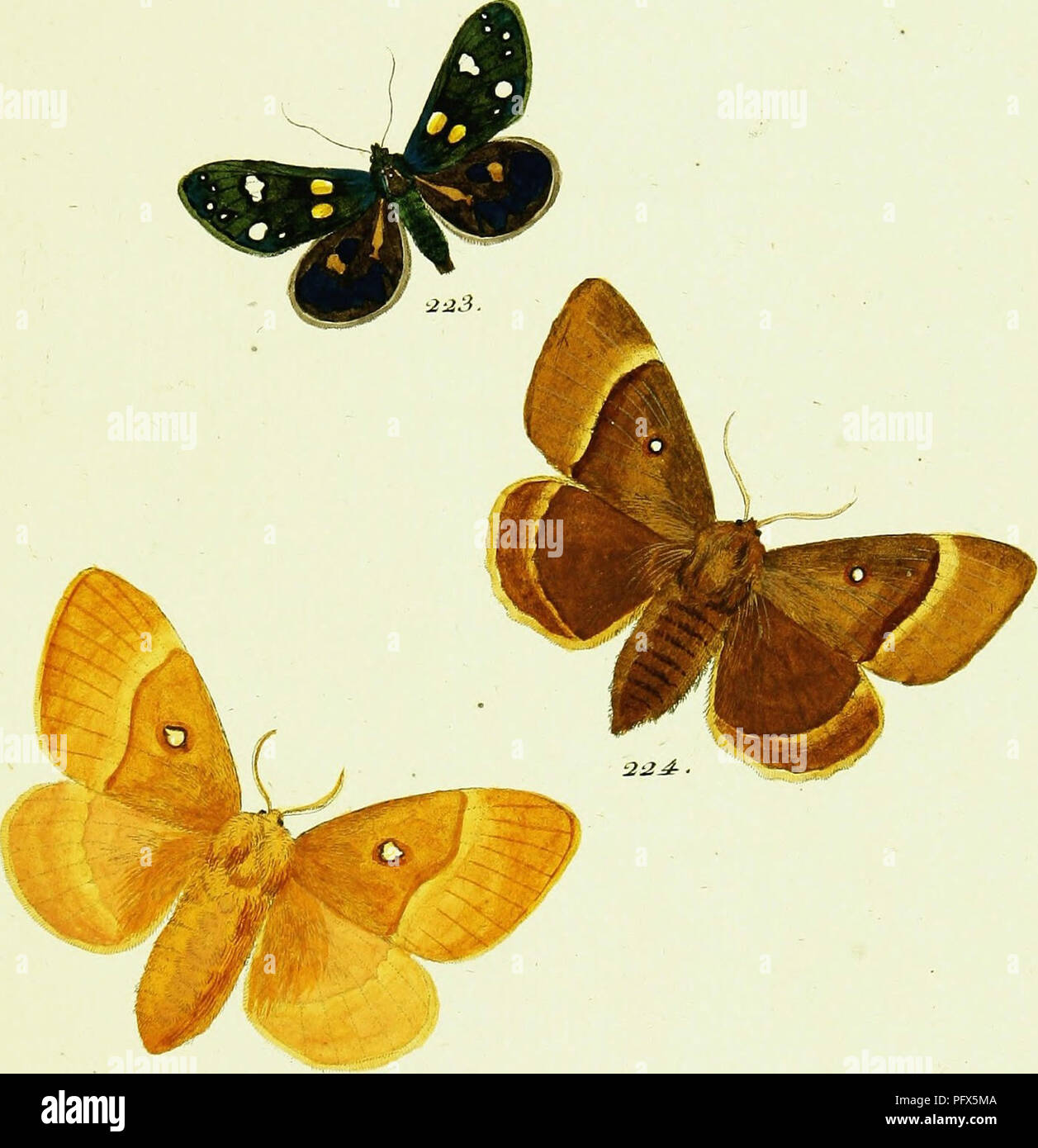 . HuÌbner der Papilio [elektronische Ressource]. Lepidoptera.  Lfy, Â £ ky&gt;/i&gt; r*, JZT. ^^ om fc ^. JT. &Amp;'Â £?&lt;&amp;, J5T. * C .. 225. 0&lt;&amp; 223. J&AMP;o. S#f/'#S^"Pf"^^. Bitte beachten Sie, dass diese Bilder sind von der gescannten Seite Bilder, die digital für die Lesbarkeit verbessert haben mögen - Färbung und Aussehen dieser Abbildungen können nicht perfekt dem Original ähneln. extrahiert. HuÌbner, Jakob, 1761-1826. [S. l. : N. n. ] Stockfoto