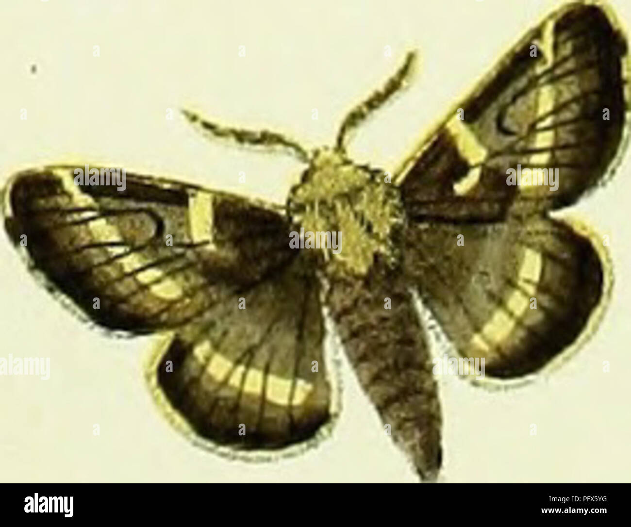 . Hu?bner Papilio [elektronische Ressource]. Lepidoptera. 1 Q. /-4 y&gt;*) m a t/ce &Lt;t, J! z. c 147&amp;, F.-j?yS. t. Bitte beachten Sie, dass diese Bilder sind von der gescannten Seite Bilder, die digital für die Lesbarkeit verbessert haben mögen - Färbung und Aussehen dieser Abbildungen können nicht perfekt dem Original ähneln. extrahiert. Hu?bner, Jakob, 1761-1826. [S. l. : N. n. ] Stockfoto