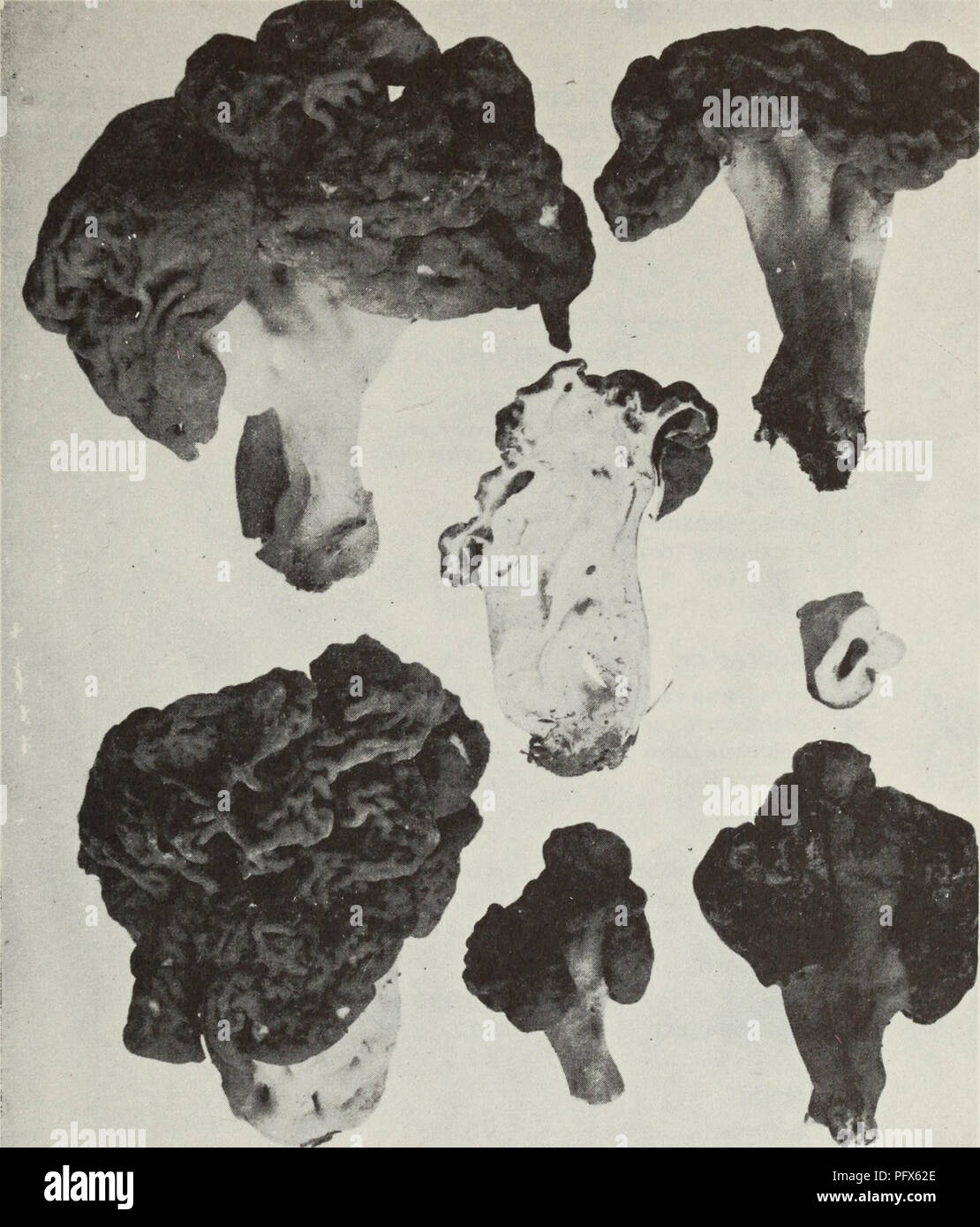 . Cueillette des Champignons sauvages. Champignons; Pilze. 26 Abb. 26 Fausse morille, cinq SPÖ © cimens mÃ"rs illustrant les Variationen de grosseur; Coupé longitudinale au Centre, et Coupé transversale du Pied au Centre, À droite 37. Bitte beachten Sie, dass diese Bilder sind von der gescannten Seite Bilder, die digital für die Lesbarkeit verbessert haben mögen - Färbung und Aussehen dieser Abbildungen können nicht perfekt dem Original ähneln. extrahiert. Groves, James Walton; Kanada. MinistÃ¨re de l'agriculture. Ottawa: MinistÃ¨re de l'Agriculture Stockfoto