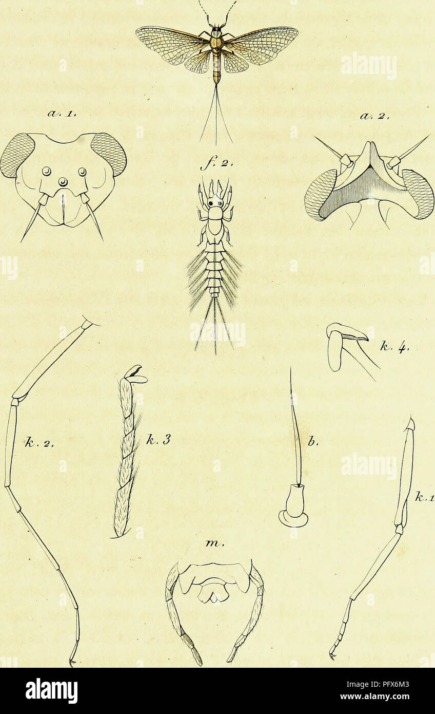 „Genera des Insectes“ bietet eine detaillierte Darstellung von Insektengattungen, einschließlich Beschreibungen einzigartiger Merkmale für verschiedene Insektenarten. Die Illustrationen und Texte bieten kritische Einblicke für Entomologen und tragen zur Klassifizierung und Untersuchung von Insekten im historischen und modernen Kontext bei. Stockfoto