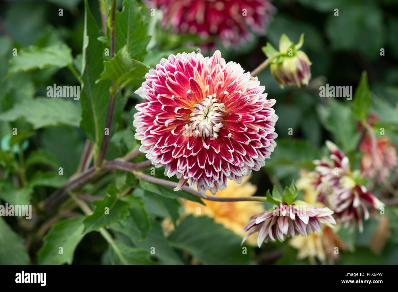 Dahlie 'Akita' im Englischen Garten. UK. Teller Dahlia Stockfoto