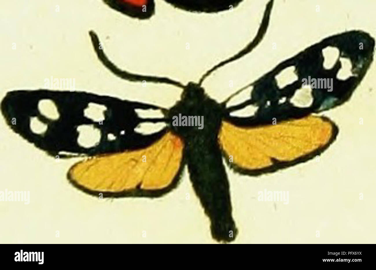 . Hu?bner Papilio [elektronische Ressource]. Lepidoptera. k. 83.. Bitte beachten Sie, dass diese Bilder sind von der gescannten Seite Bilder, die digital für die Lesbarkeit verbessert haben mögen - Färbung und Aussehen dieser Abbildungen können nicht perfekt dem Original ähneln. extrahiert. Hu?bner, Jakob, 1761-1826. [S. l. : N. n. ] Stockfoto