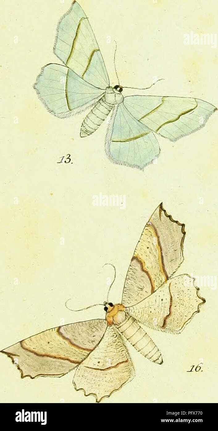. Hu?bner Geometer [elektronische Ressource]. Lepidoptera. . Bitte beachten Sie, dass diese Bilder sind von der gescannten Seite Bilder, die digital für die Lesbarkeit verbessert haben mögen - Färbung und Aussehen dieser Abbildungen können nicht perfekt dem Original ähneln. extrahiert. Hu?bner, Jakob, 1761-1826. [S. l. : N. n. ] Stockfoto