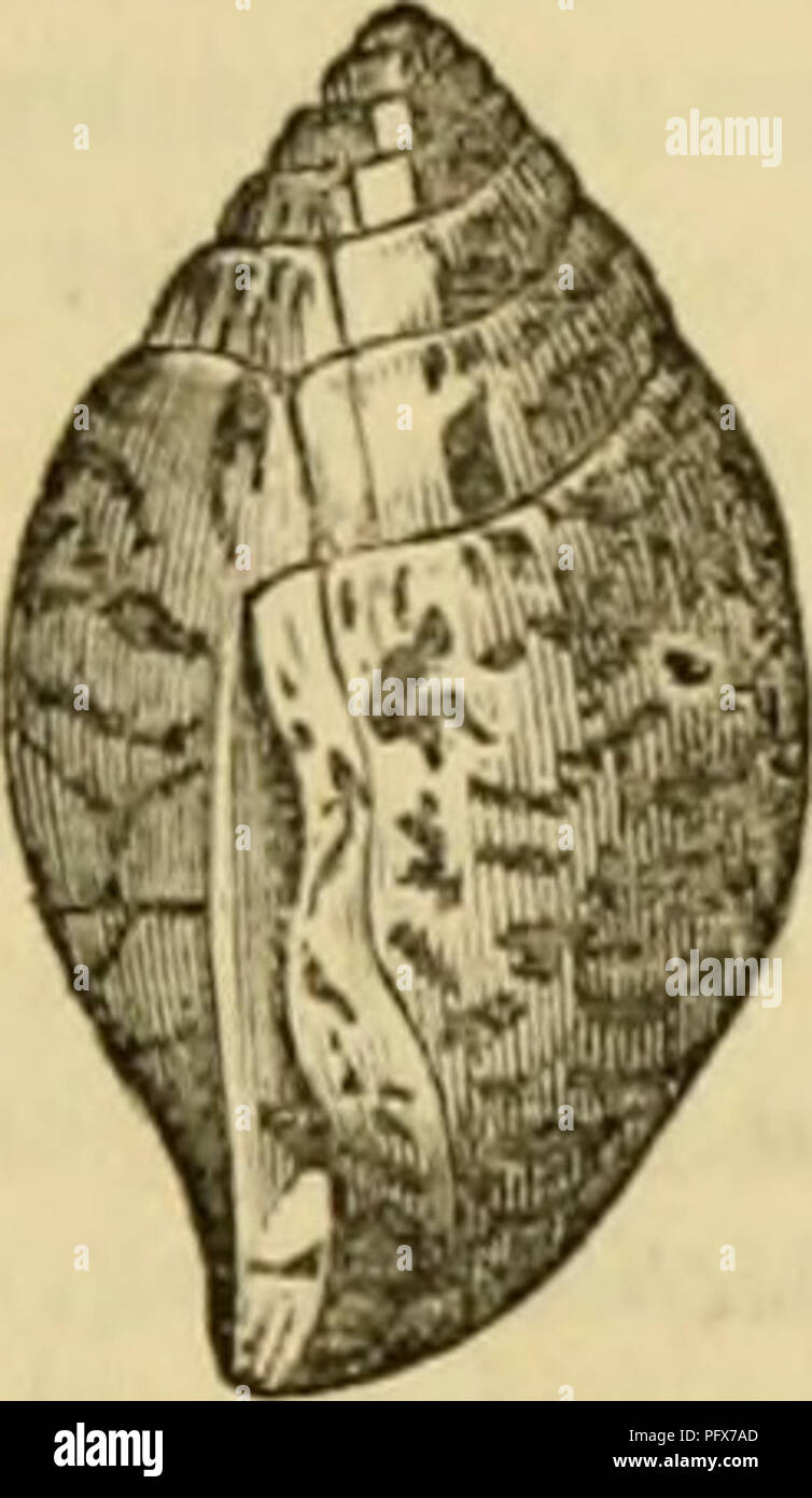 . Der Cuvier animal kingdom: Entsprechend seiner Organisation angeordnet. Tiere. Aus den Beobachtungen von Van Hasselt, Es scheint, wir müssen hier ordnen Sie die Scarabes, Montf. Die shell ist oval, und die Blende durch große Zähne, die aus sowohl die columellar Seite beauftragt sowie der äußeren Lippe: Lippe tliis ist geschwollen, und als das Tier wieder macht es nach jeder halben Wirtel, die Shell die meisten an zwei gegenüberliegenden Linien protuberant ist, und verfügt über einen abgeflachten Aspekt. Die Tiere leben auf Wasserpflanzen in der Intlian Archipel. Die beiden Gattungen, die Folgen waren unter den Voluten misarranged. AuRiccLA Lam., - Stockfoto