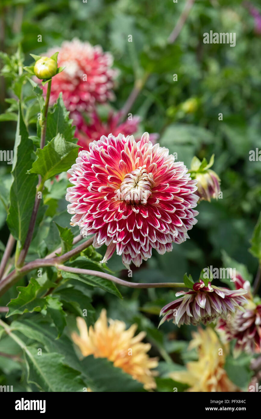 Dahlie 'Akita' im Englischen Garten. UK. Teller Dahlia Stockfoto