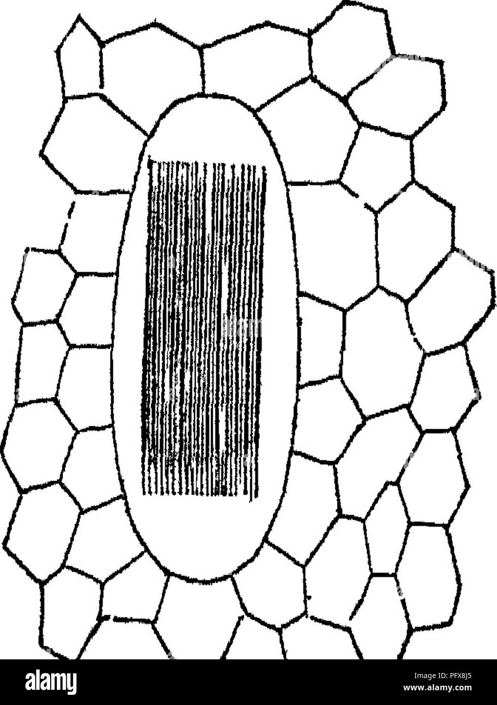 . Grundlagen der Anatomie und Physiologie der pflanzlichen Zelle. Pflanzliche Zellen und Gewebe. Die pflanzlichen Zelle. 49 Kristalle auftreten manchmal einzeln in eine Zelle oder in Zahlen II - regelmäßig verstreut, in sternförmigen Gruppen, kombiniert oder Seite an Seite in Form von ^W^T. ein Bündel gelegt. Die letzte Bedingung (Abb. 47) ist die häufigste, für die es kaum eine Anlage, in der nicht in einigen Organen gefunden worden sind, existieren kann, zum Beispiel die Anthere oder in der Rinde, wie Bündel von sehr feinen Nadel-wie 4-seitig Kristalle, Abschlusswiderstand an jedem Ende in vier-seitig Py-ramids (De Oandolle's "raphiden'') Stockfoto