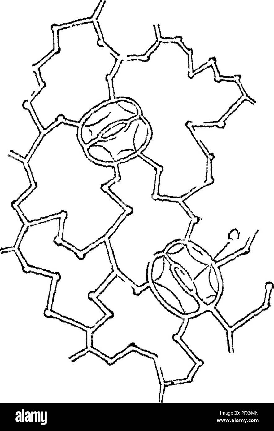 . Grundlagen der Anatomie und Physiologie der pflanzlichen Zelle. Pflanzliche Zellen und Gewebe. ^9 ANATOMIE UND PHYSIOLOGIE DER Mg. 35. Interzelluläre Passagen treten meistens zwischen parencliymatous Zellen; sie sind häufig abwesend von prosenchyma, oder wenn, sind zumindest sehr schmal. Sie sind in den meisten Orten an der Oberfläche der Anlage geschlossen, da die Parenchymatische Zellen, die die äußerste Schicht der Anlage sind im Allgemeinen und in allen Teilen unter der Erde wachsen oder im Wasser ohne Ausnahme, genau mit ihren Winkel; auf der anderen Seite, auf den meisten Organen ex-Stellen, die ein Stockfoto