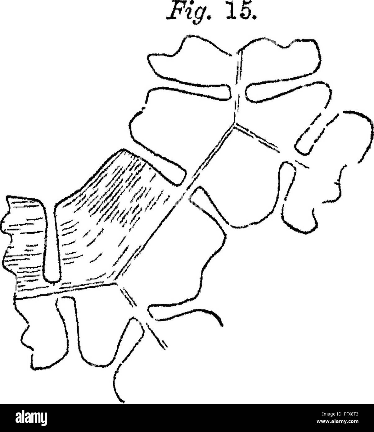 . Grundlagen der Anatomie und Physiologie der pflanzlichen Zelle. Pflanzliche Zellen und Gewebe. Zellen des Eiweißes von Sagu&lt; ich fcedigera. Abb. 16. dass junge tlie tlie Membran der Zelle und ebenso die innersten Schichten der ausgewachsenen Zellen aus Zellulose^ der mittleren und äußeren Lagen sind; auf der Con-p,-^ trary, von anderen COM-lbs, die anschließend wiederum Form-ed und auf der Außenseite der cel abgelegt - Lulose Membran. Vor diesem habe ich gezeigt ("^^2^ Botanisclie eitunf 184: 7,4: 97), dass die chemische Forschungen durch, die Ihre Abzüge unterstützt werden; waren im-perfekt; dass die heraus Stockfoto