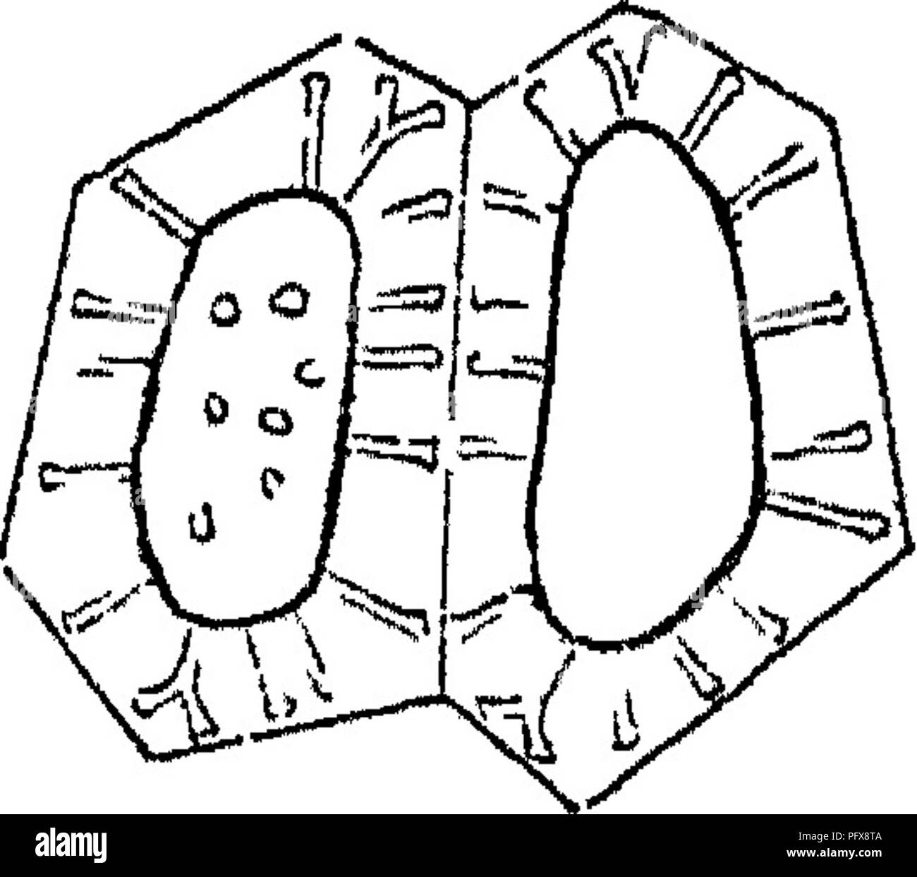 Diese Arbeit beschreibt die Anatomie und Physiologie von Pflanzenzellen und konzentriert sich auf deren Struktur, Funktionen und zelluläre Komponenten wie Zellwand, Membran und Organellen. Die detaillierte Untersuchung von Pflanzengewebe ist für das Verständnis von Pflanzenwachstum und -Funktion von zentraler Bedeutung. Stockfoto