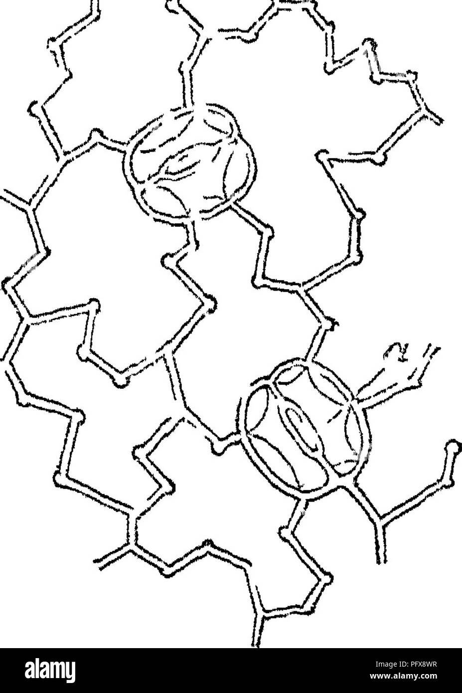 Dieser Text erläutert die Anatomie und Physiologie pflanzlicher Zellen, einschließlich der Struktur verschiedener Gewebe und der Funktionen verschiedener Zelltypen. Es wird erläutert, wie Zellen komplexe Strukturen wie Pith und Rinde in Pflanzen bilden. Stockfoto