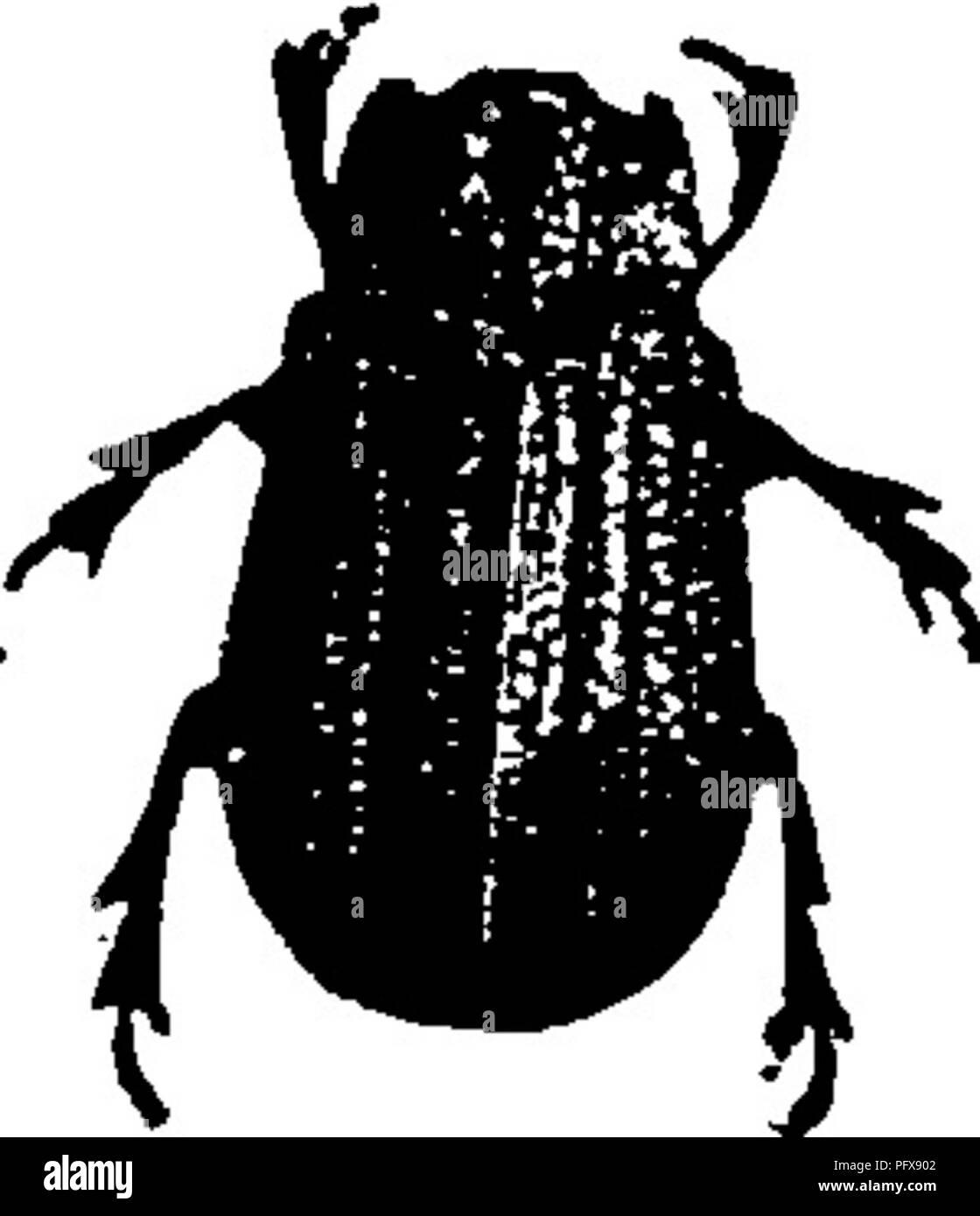 Ein Handbuch Für Die Untersuchung Von Insekten Insekten Coleoptera
