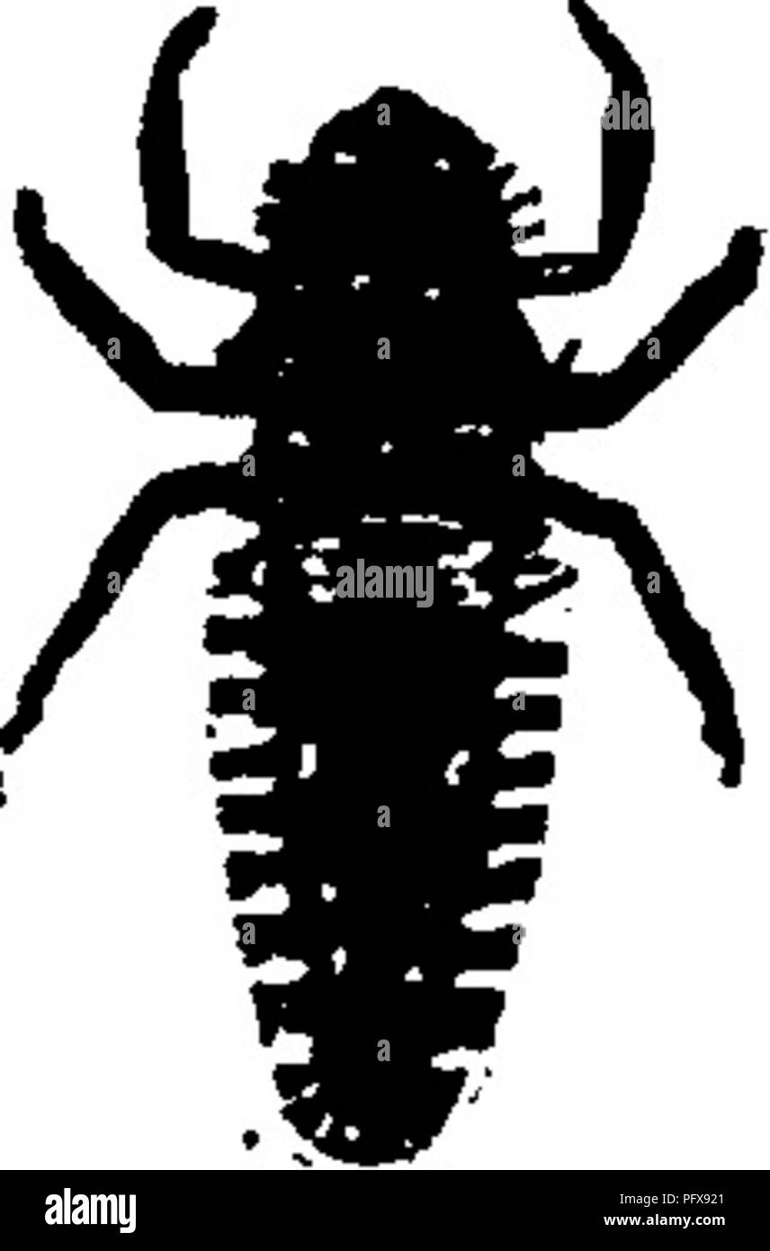 Dieses Handbuch behandelt eine Vielzahl von Insektenarten und konzentriert sich auf kleine, ovale Käfer, die in Pilzen, faulen Hölzern und verrottenden Pflanzenstoffen vorkommen. Es umfasst spezifische Familien wie Phalacrididae und Corylophidae, die häufig an Blumen und unter Rinde anzutreffen sind. Stockfoto