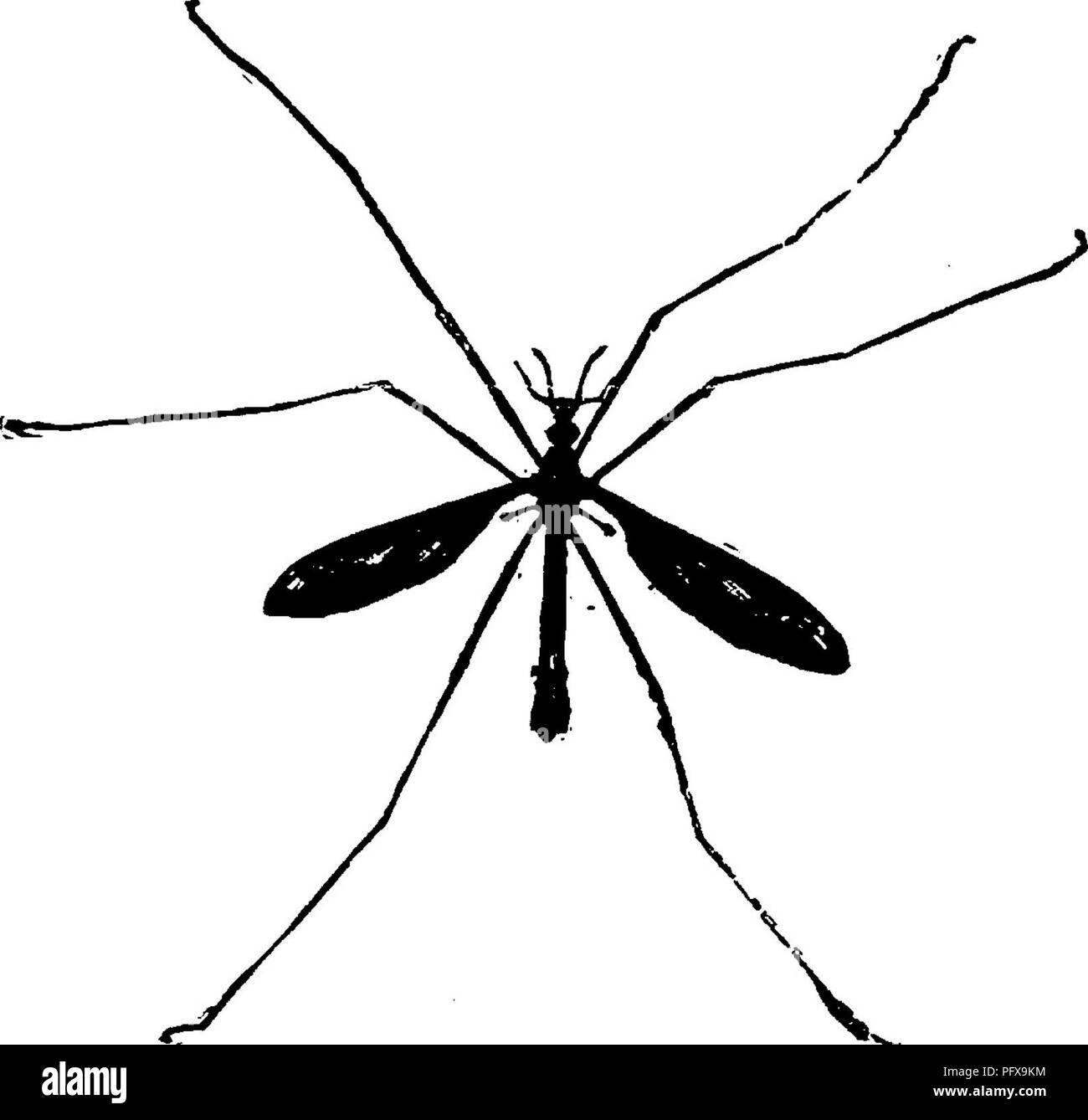 . Ein Handbuch für die Untersuchung von Insekten. Insekten. 430 DIE UNTERSUCHUNG VON INSEKTEN. Lange (Abb. 502). Diese Familie umfasst die größeren Mitglieder dieser Serie von Fliegen, in denen die Antennen sind Thread-wie; aber es enthält auch einige Arten, die nicht größer sind als bestimmte Mücken. Die auffälligste Besonderheit des Kran-Fliegen ist das Vorhandensein einer quer V-förmige Naht auf der dorsalen Seite des mesothorax (Abb. 503).. Bitte beachten Sie, dass diese Bilder extrahiert werden aus der gescannten Seite Bilder, die digital haben für die Lesbarkeit verbessert - Färbung und Aussehen dieser Abbildungen können nicht perf Stockfoto