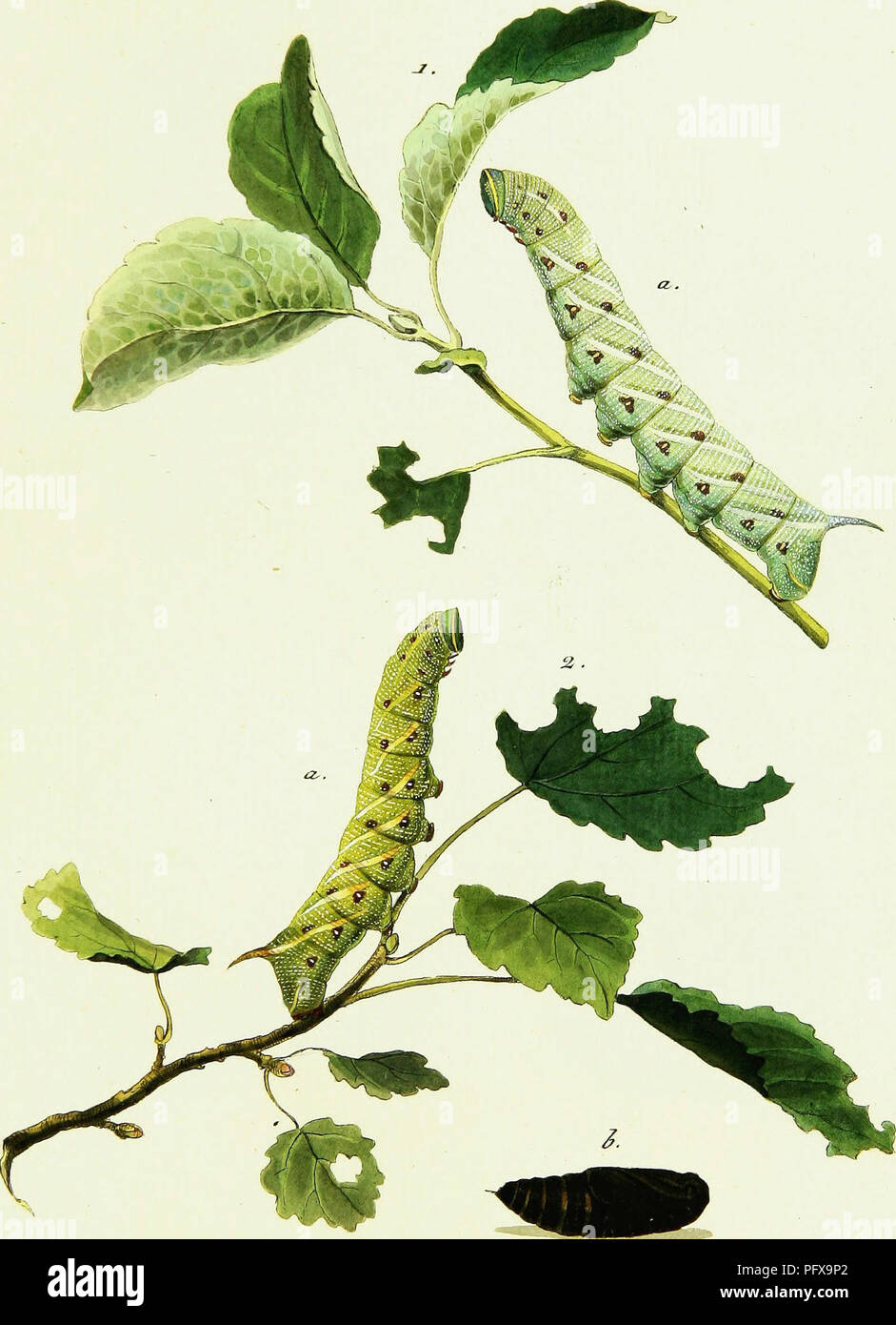 . / Europa? ischer Schmetterlinge. Insekten. J> fW. ?? PzJof £ cra, JZ. J°* eoz&amp; Jntw Z5, ä. &Lt;£. - *. QJOl&amp; c^. 2. ein. &Amp;. SsovuJi:.. Bitte beachten Sie, dass diese Bilder sind von der gescannten Seite Bilder, die digital für die Lesbarkeit verbessert haben mögen - Färbung und Aussehen dieser Abbildungen können nicht perfekt dem Original ähneln. extrahiert. Hu?bner, Jakob, 1761-1826. [Augsburg] Stockfoto