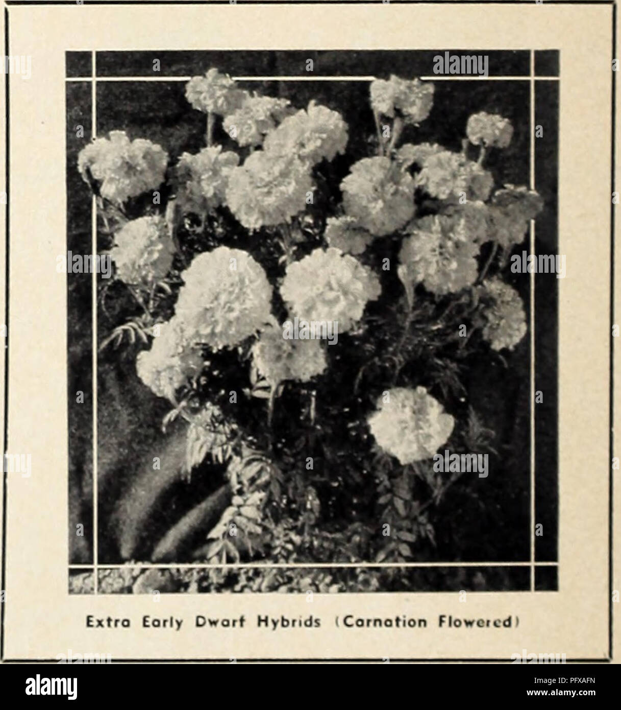 . Currie's Garten jährliche. Blumen Samen Kataloge, Leuchtmittel (Pflanzen) Samen Samen Kataloge Kataloge; Gemüse; Baumschulen (Gartenbau) Kataloge; Pflanzen, Zierpflanzen Kataloge; Gartengeräte und Zubehör Kataloge. Pago 32 Morigold Mijiion Gionti CURRIE BRÜDER CO., Milwaukee, Wis. Goldmedaille - Die cornofion - wie Blumen wachsen 4 Zoll und Oic brachte orange Farbe. Pflanzen wachsen 2 bis 3 Meter hoch. Sehr buschig und stark wächst. Die folioge ist völlig frei von u "uol Mori-gold Geruch. Sehr früh. Pkf., ISe. EXTRA FRÜH ZWERG HYBRIDEN. Comotlon Flow "r" dI - Do it-th" früheste Der Africon Stockfoto
