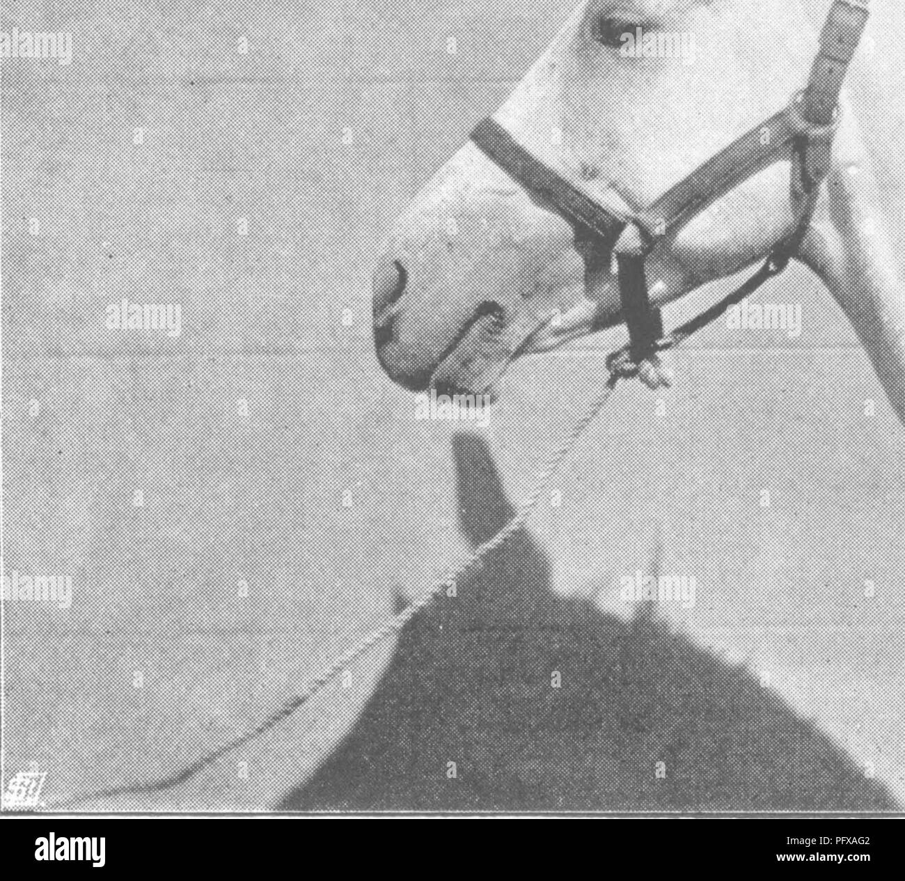 . Punkte des Pferdes; eine Abhandlung über den Körperbau, Bewegungen, Rassen und Evolution des Pferdes. Pferde. M. H. H. Abb. 241.- Hkad der Hohen Kaste Arab.. Abb. 242.- Leiter der Hohen Kaste Arab. 7 o Gesicht, S. 144.. Bitte beachten Sie, dass diese Bilder sind von der gescannten Seite Bilder, die digital für die Lesbarkeit verbessert haben mögen - Färbung und Aussehen dieser Abbildungen können nicht perfekt dem Original ähneln. extrahiert. Hayes, M. Horace (Matthäus Horace), 1842-1904. London, W. Thacker &Amp; Co Stockfoto