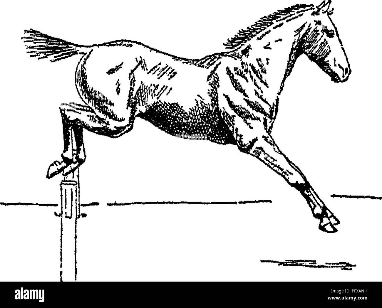 . Punkte des Pferdes; eine Abhandlung über den Körperbau, Bewegungen, Rassen und Evolution des Pferdes. Pferde. Landung über einen Sprung. 115 Pferd von einem Fall, wenn an diesem Moment es Begradigt, und nicht verbogen. Es ist evident, dass für die Sicherheit, das Knie des Beines, auf denen das Tier landet, so gerade wie möglich sein sollte, denn wenn die Knie*' gibt, "das Pferd wird fast sicher fallen. Daher kann der Zustand des Seins ** über die Knie" (s. 193) als schweren Mangel in der Jumper, vor allem, wenn er schnell zu gehen. In der Regel wird bei der Landung über einen Sprung, die Hinterfüße Stockfoto
