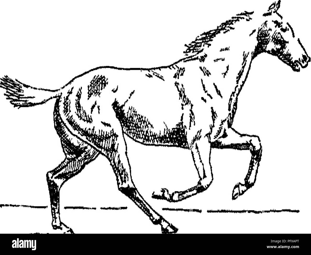 . Punkte des Pferdes; eine Abhandlung über den Körperbau, Bewegungen, Rassen und Evolution des Pferdes. Pferde. J "" * - ** H*^* N.™ w-Abb. 193. Des Pferdes Ije. k'? - [Fortsetzung). Abb. 194. sieben Yards in der Länge, es gibt nur einen Zeitpunkt, an dem die ** take off" ausgeführt werden können. Daher, wenn ein Pferd nicht die Länge seiner Stride regulieren, wenn auf einem Zaun, kann er leicht einen Fehler machen. Lassen Sie uns annehmen, daß, während eine Schrittlänge von fünf Yards, bringt er seine führende fore Bein drei Yards kurz der richtige Ort, an dem Er hätte sich zu entfernen; er wird dann haben drei Yar zu springen Stockfoto