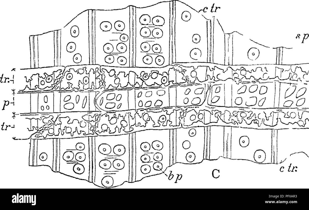 Dieser Bericht beschreibt die forstwirtschaftlichen Untersuchungen, die das US-Landwirtschaftsministerium von 1877 bis 1898 durchgeführt hat. Es deckt eine Reihe von Themen im Zusammenhang mit Wäldern und Forstwirtschaft in den USA ab, einschließlich Studien zu Waldgesundheit, Ressourcenmanagement und Nachhaltigkeit. Bernhard Eduard Fernow, ein wichtiger Mitwirkender, prägte die damalige Forstwirtschaft. Stockfoto