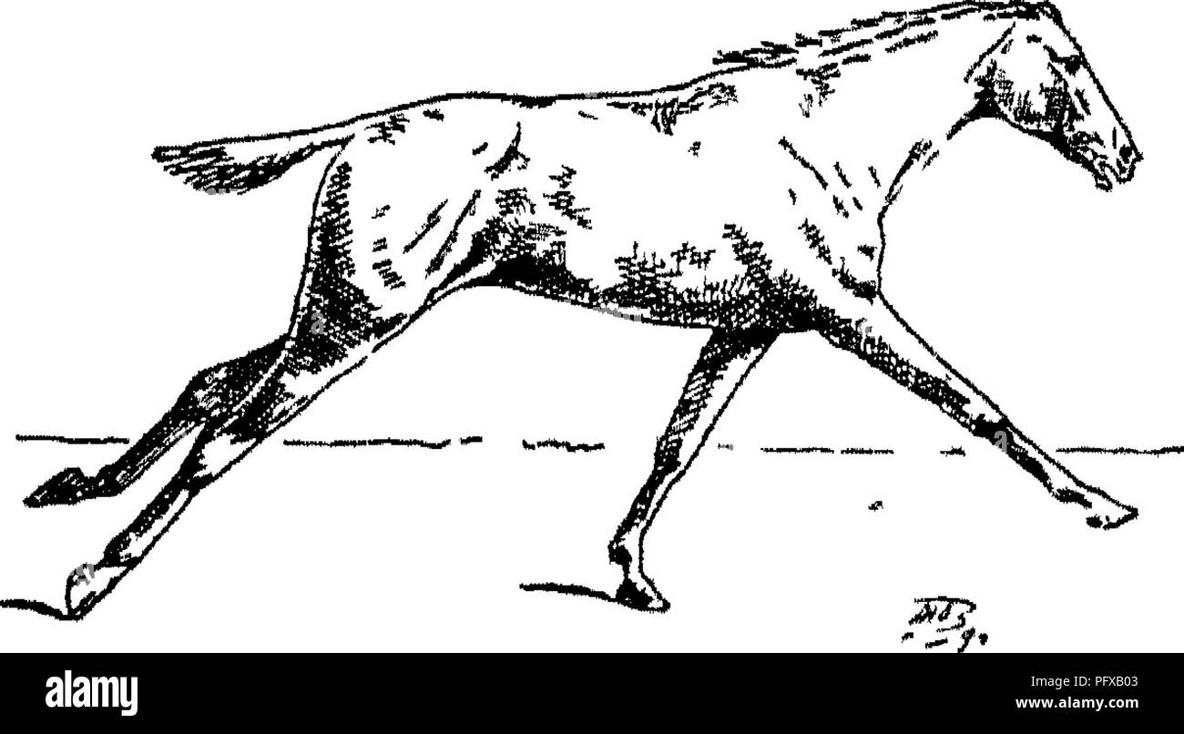 . Punkte des Pferdes; eine Abhandlung über den Körperbau, Bewegungen, Rassen und Evolution des Pferdes. Pferde. Abb. 137. Abb. 138.. Abb. 139.. Bitte beachten Sie, dass diese Bilder sind von der gescannten Seite Bilder, die digital für die Lesbarkeit verbessert haben mögen - Färbung und Aussehen dieser Abbildungen können nicht perfekt dem Original ähneln. extrahiert. Hayes, M. Horace (Matthäus Horace), 1842-1904. London, W. Thacker &Amp; Co Stockfoto