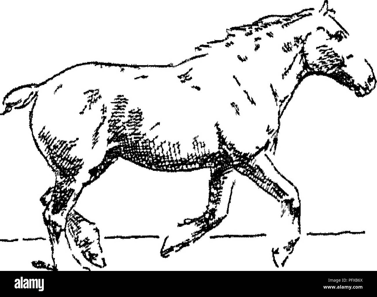 . Punkte des Pferdes; eine Abhandlung über den Körperbau, Bewegungen, Rassen und Evolution des Pferdes. Pferde. Abb. III Unterstützung auf Ne^r vorn (3. Mal) Jig. 112. - "* Ich 41 uCy Abb. 113-Unterstützung über die Hind (ist TimeV "Typische" Canter ohne Federung. Bitte beachten Sie, dass diese Bilder sind von der gescannten Seite Bilder, die digital für die Lesbarkeit verbessert haben mögen - Färbung und Aussehen dieser Abbildungen können nicht perfekt dem Original ähneln. extrahiert. Hayes, M. Horace (Matthäus Horace), 1842-1904. London, W. Thacker &Amp; Co Stockfoto