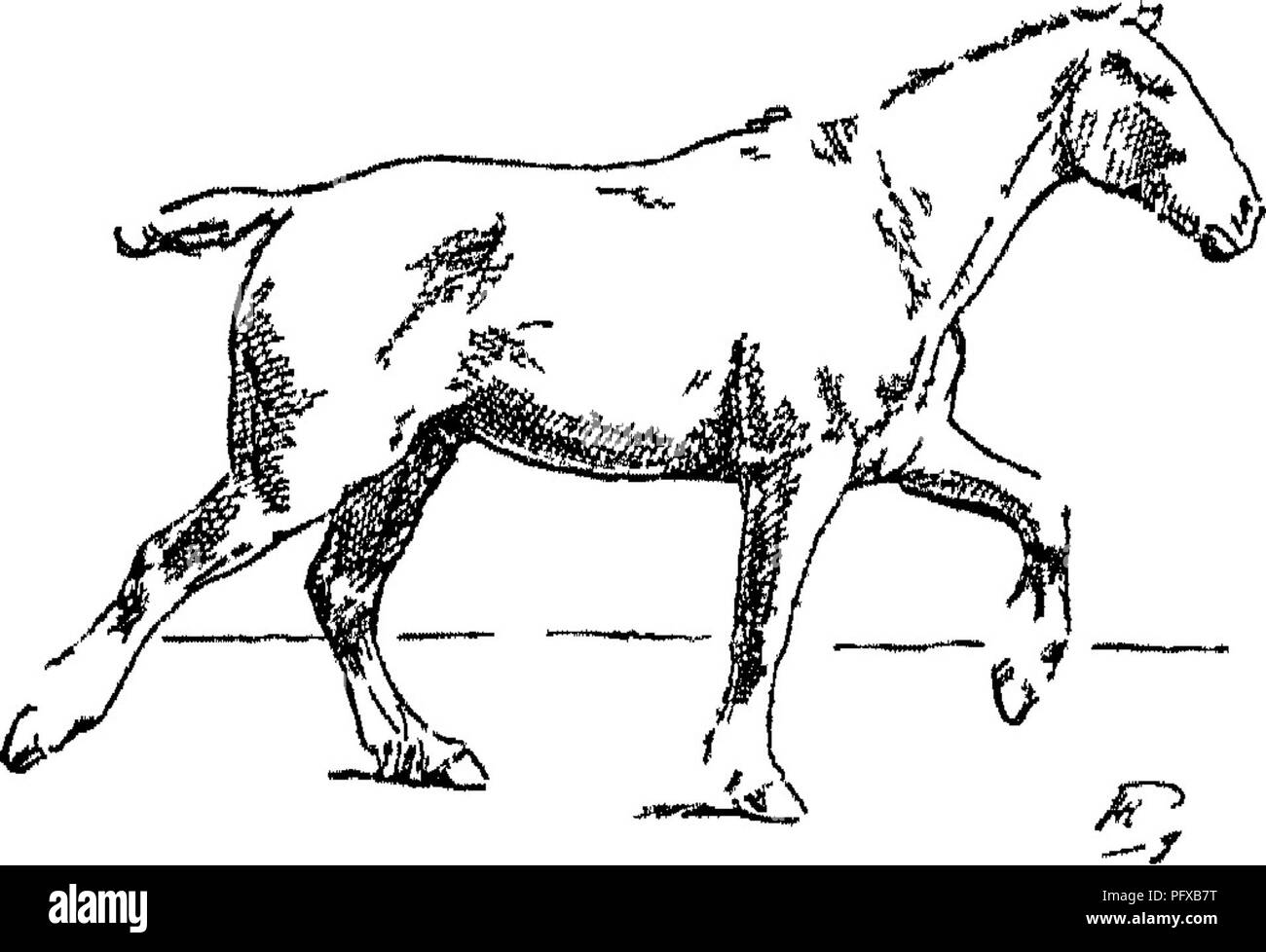 . Punkte des Pferdes; eine Abhandlung über den Körperbau, Bewegungen, Rassen und Evolution des Pferdes. Pferde. Abb. 107 Support über die Hind (ist) Abb. 108^lilSlb'"}. Bitte beachten Sie, dass diese Bilder sind von der gescannten Seite Bilder, die digital für die Lesbarkeit verbessert haben mögen - Färbung und Aussehen dieser Abbildungen können nicht perfekt dem Original ähneln. extrahiert. Hayes, M. Horace (Matthäus Horace), 1842-1904. London, W. Thacker &Amp; Co Stockfoto