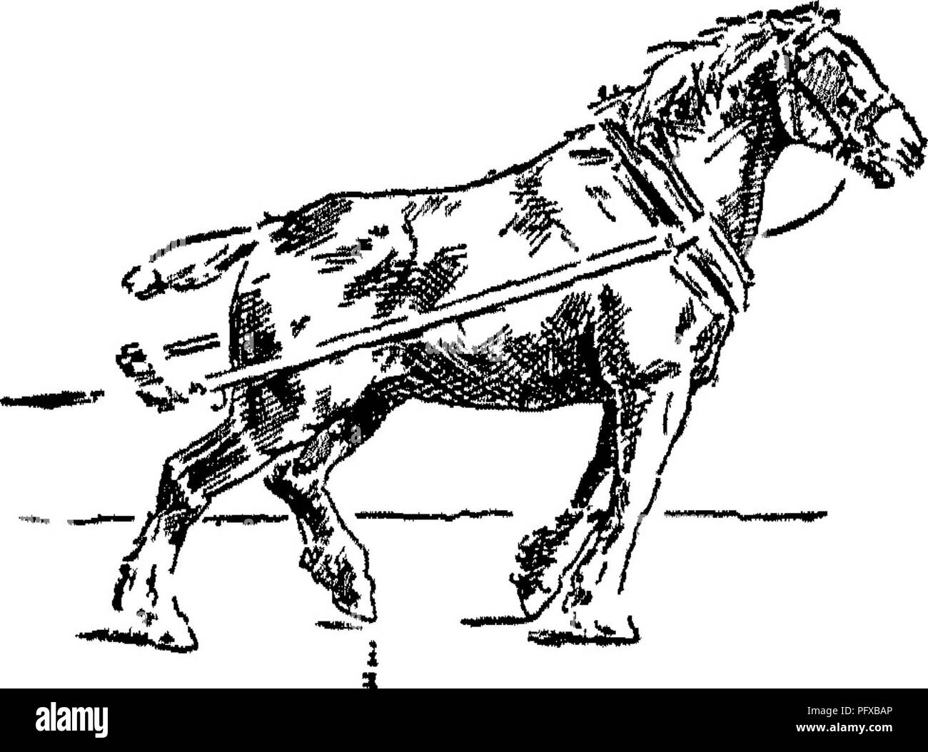 . Punkte des Pferdes; eine Abhandlung über den Körperbau, Bewegungen, Rassen und Evolution des Pferdes. Pferde. Fia 93. Abb. 94. Bitte beachten Sie, dass diese Bilder sind von der gescannten Seite Bilder, die digital für die Lesbarkeit verbessert haben mögen - Färbung und Aussehen dieser Abbildungen können nicht perfekt dem Original ähneln. extrahiert. Hayes, M. Horace (Matthäus Horace), 1842-1904. London, W. Thacker &Amp; Co Stockfoto