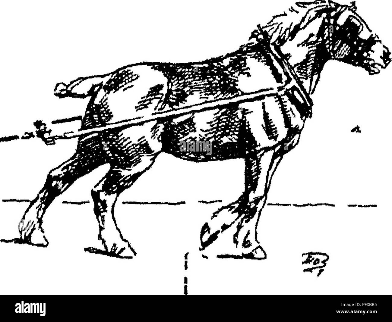 . Punkte des Pferdes; eine Abhandlung über den Körperbau, Bewegungen, Rassen und Evolution des Pferdes. Pferde. Abb. 91. Abb. 92. Bitte beachten Sie, dass diese Bilder sind von der gescannten Seite Bilder, die digital für die Lesbarkeit verbessert haben mögen - Färbung und Aussehen dieser Abbildungen können nicht perfekt dem Original ähneln. extrahiert. Hayes, M. Horace (Matthäus Horace), 1842-1904. London, W. Thacker &Amp; Co Stockfoto